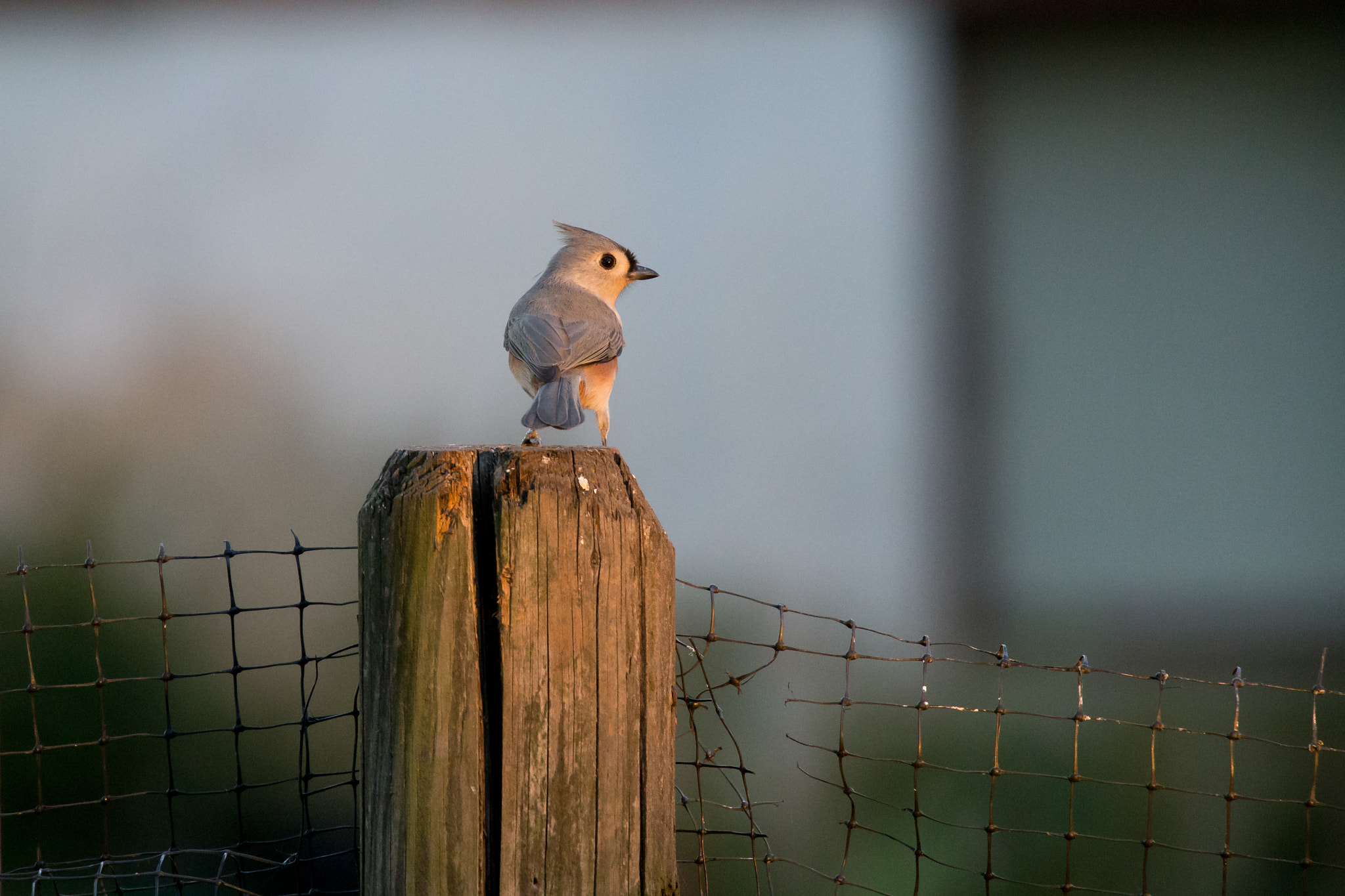 Canon EOS-1D X sample photo. Tufted titmouse photography