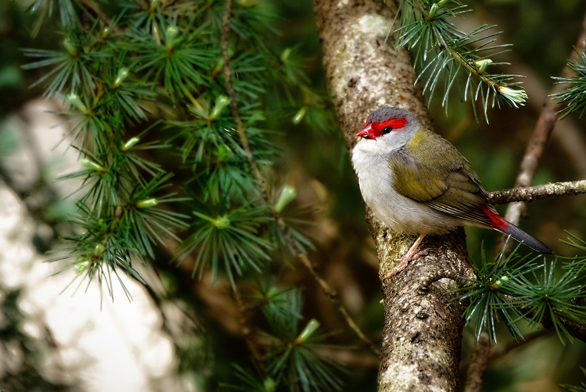 Sigma 150-600mm F5-6.3 DG OS HSM | C sample photo. Red browed finch photography