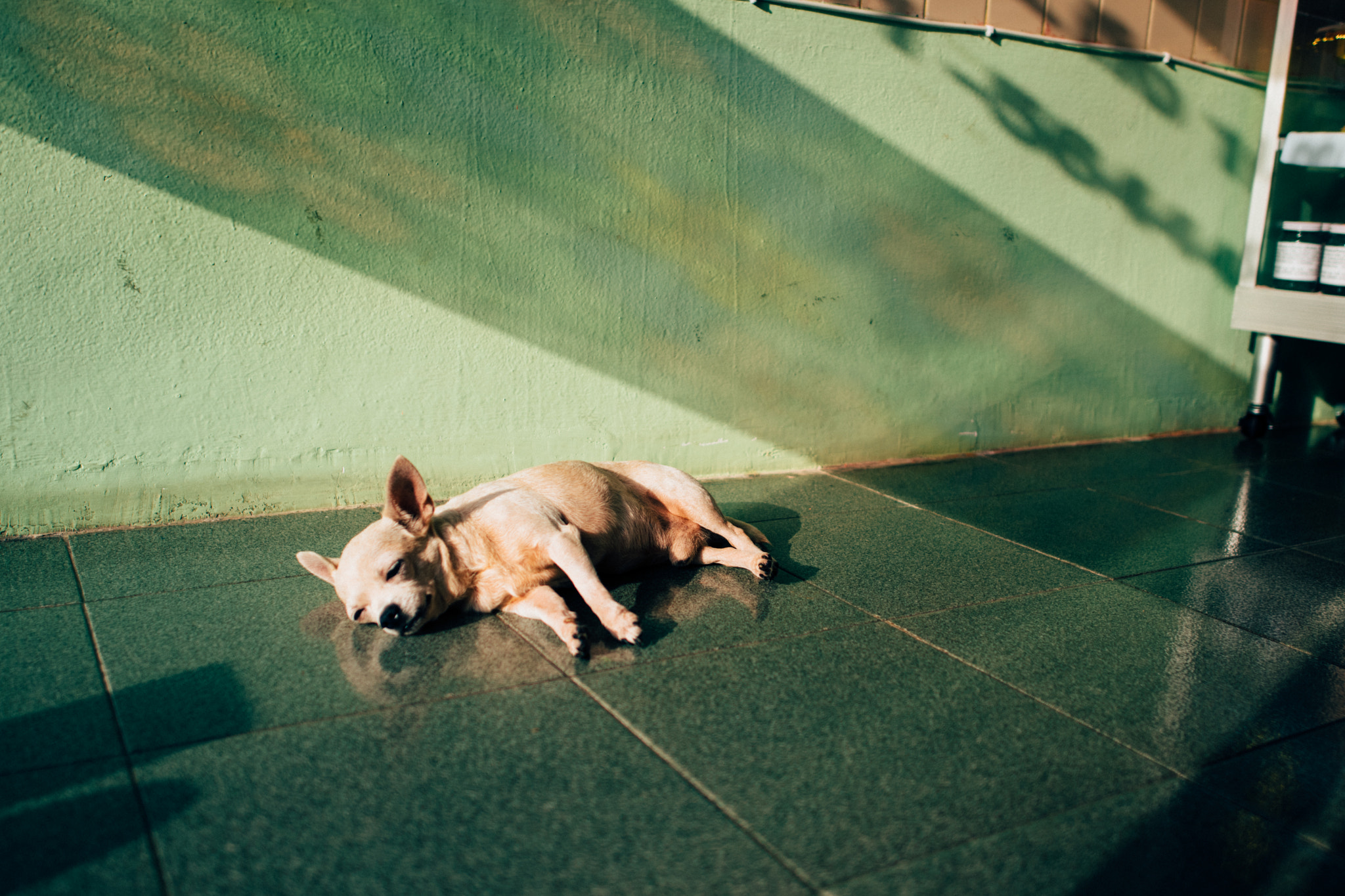 Nikon D3300 + Nikon AF-S Nikkor 20mm F1.8G ED sample photo. Sleepy dog photography