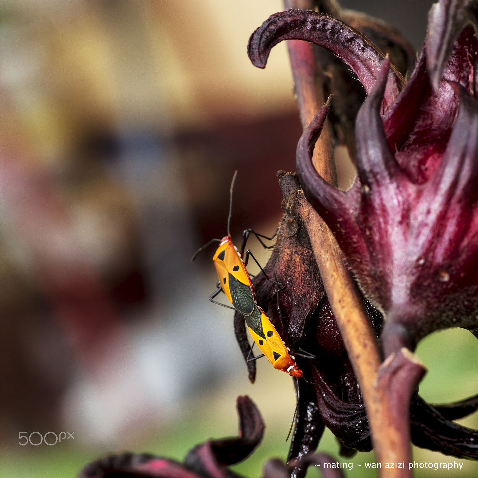 Canon EOS 60D + Tamron SP AF 90mm F2.8 Di Macro sample photo. Mating photography