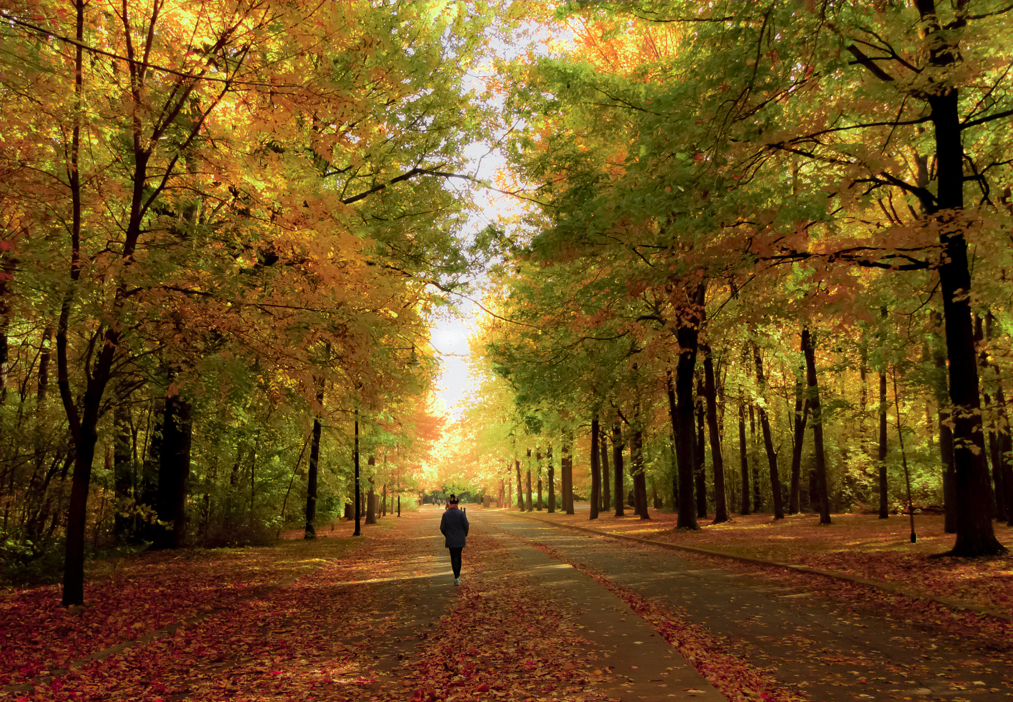 Canon PowerShot SX1 IS sample photo. A pleasant autumn walk photography