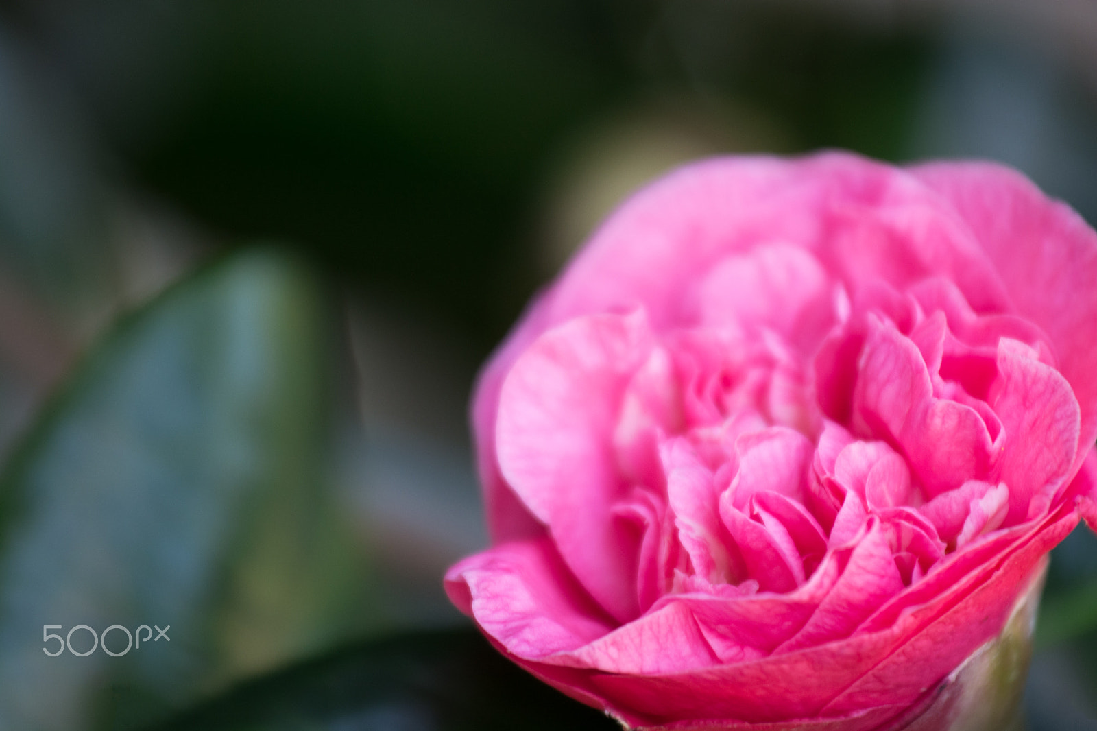 Nikon AF-S Nikkor 70-200mm F4G ED VR sample photo. Pink rose photography