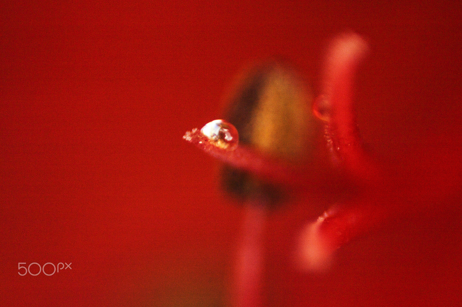 Canon EF 35-80mm f/4-5.6 sample photo. Rojos photography
