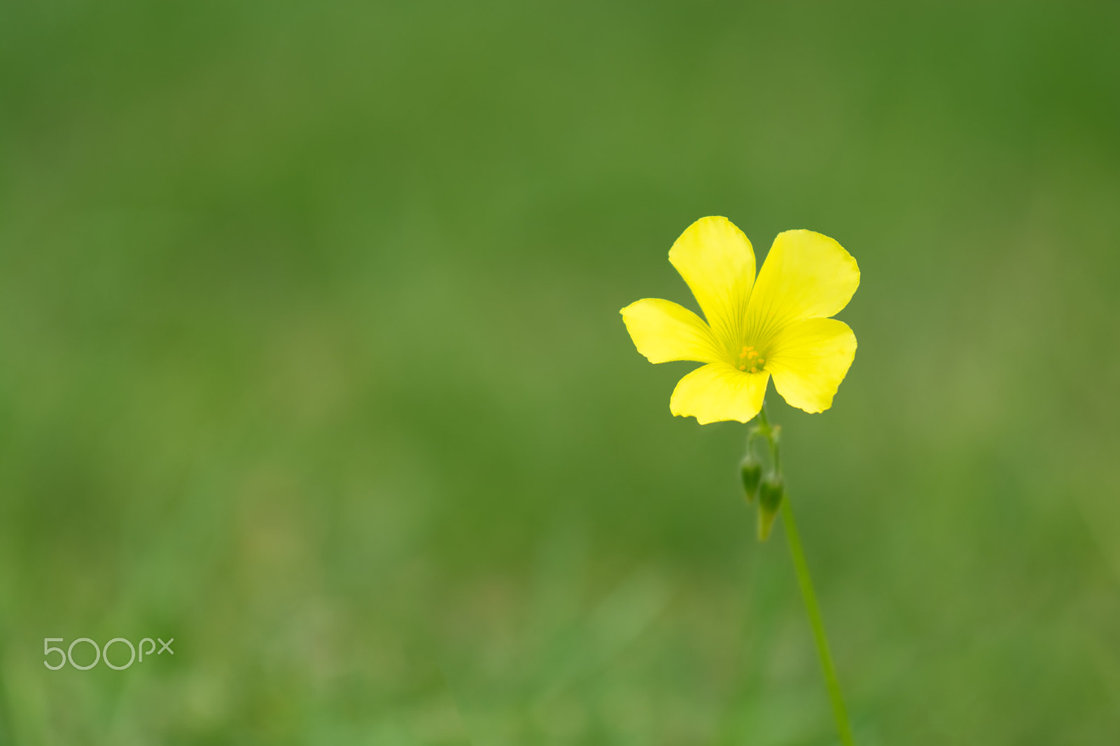Nikon AF-S Nikkor 70-200mm F4G ED VR sample photo. Yellow flower photography