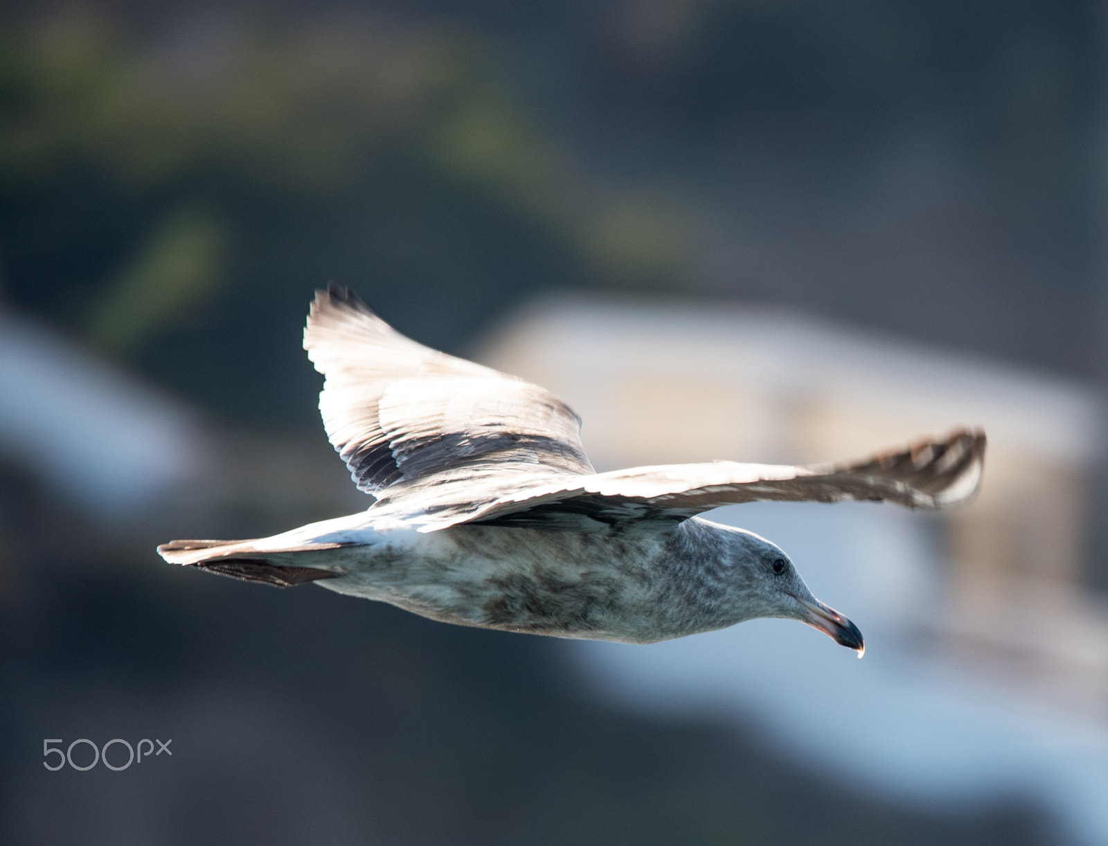 Nikon D750 + Sigma 150-500mm F5-6.3 DG OS HSM sample photo. Flight photography