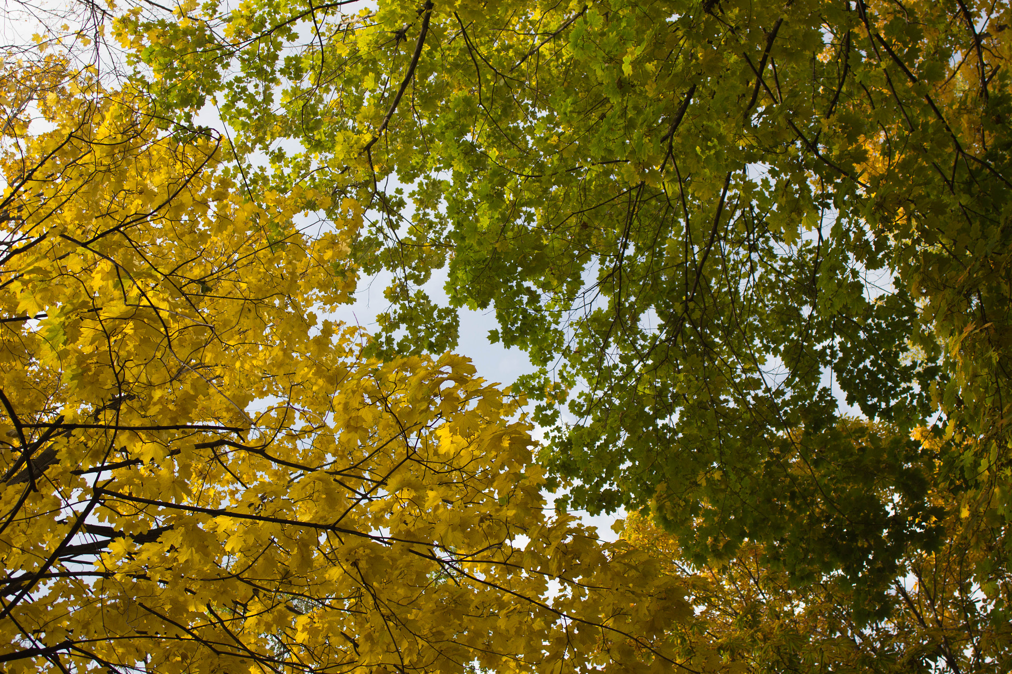 Canon EF 24mm F2.8 IS USM sample photo. Green & yellow photography