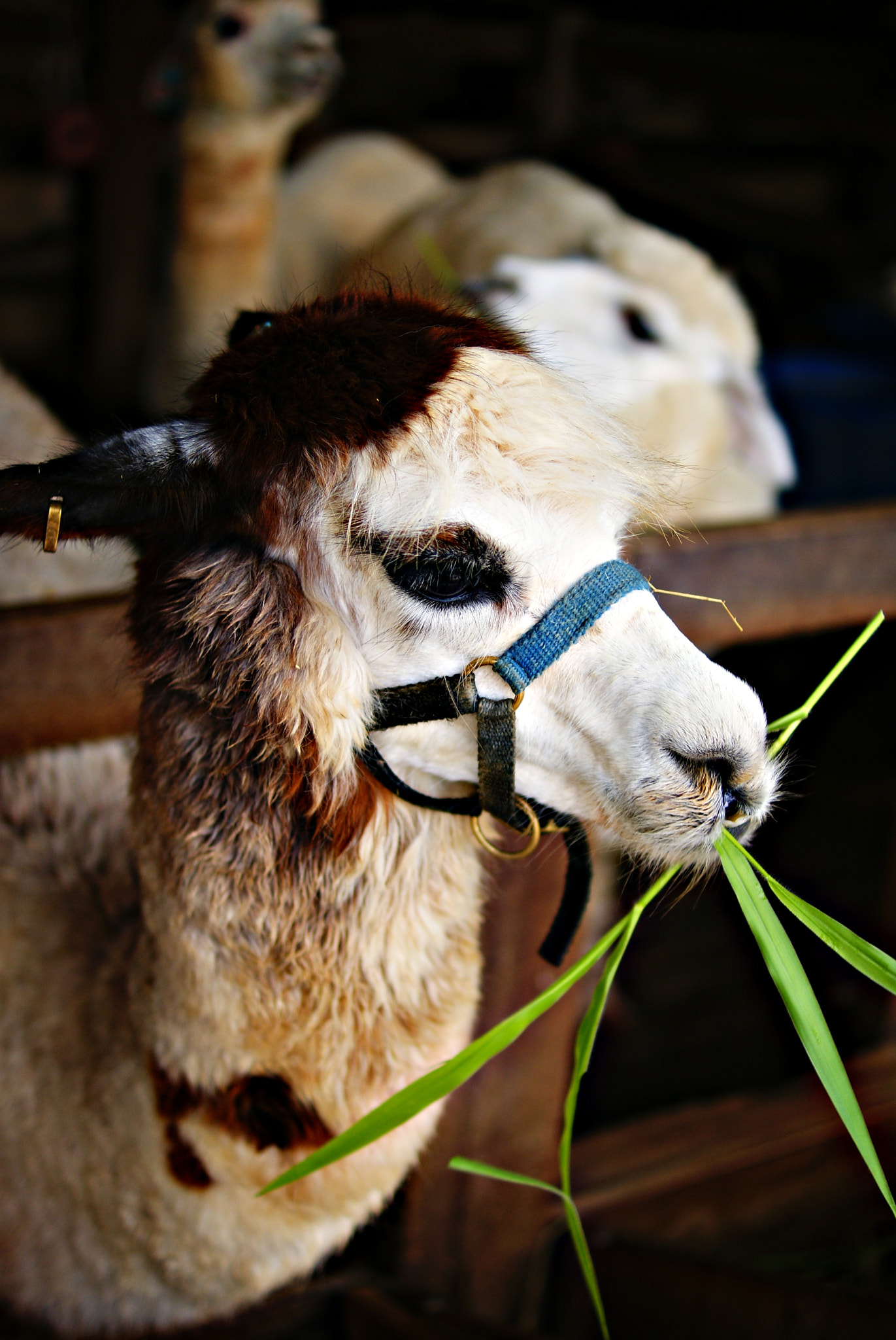 Sony Alpha DSLR-A300 sample photo. Alpaca photography