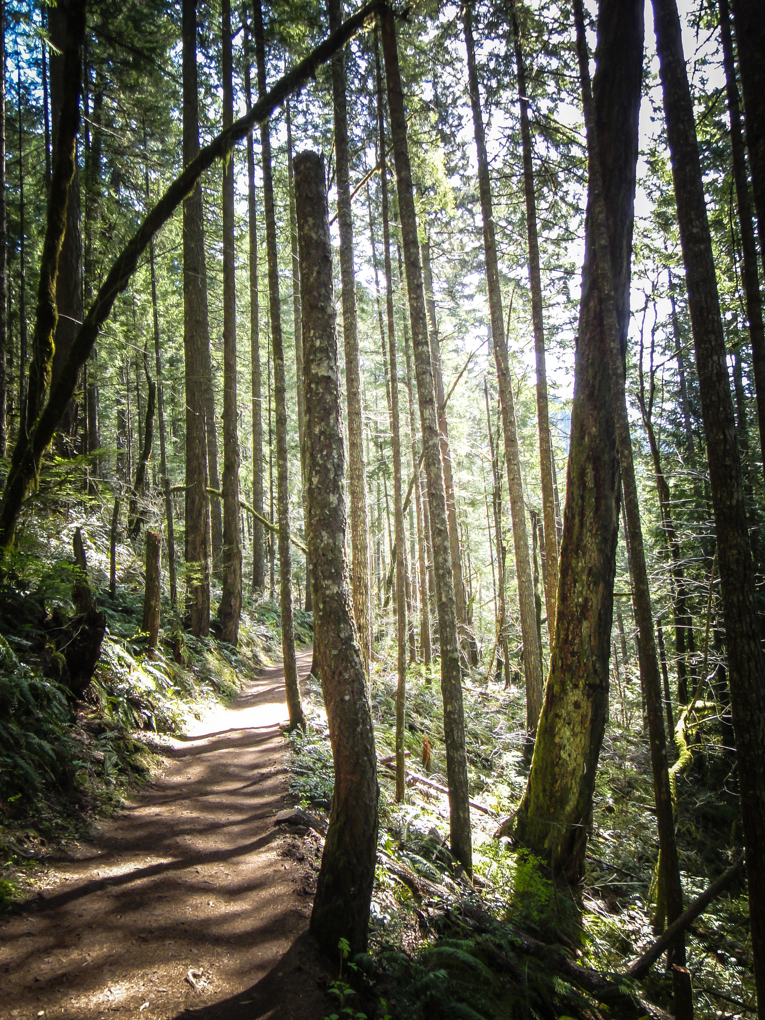 Sony DSC-TX7 sample photo. Eagle creek park, mount hood, oregon photography