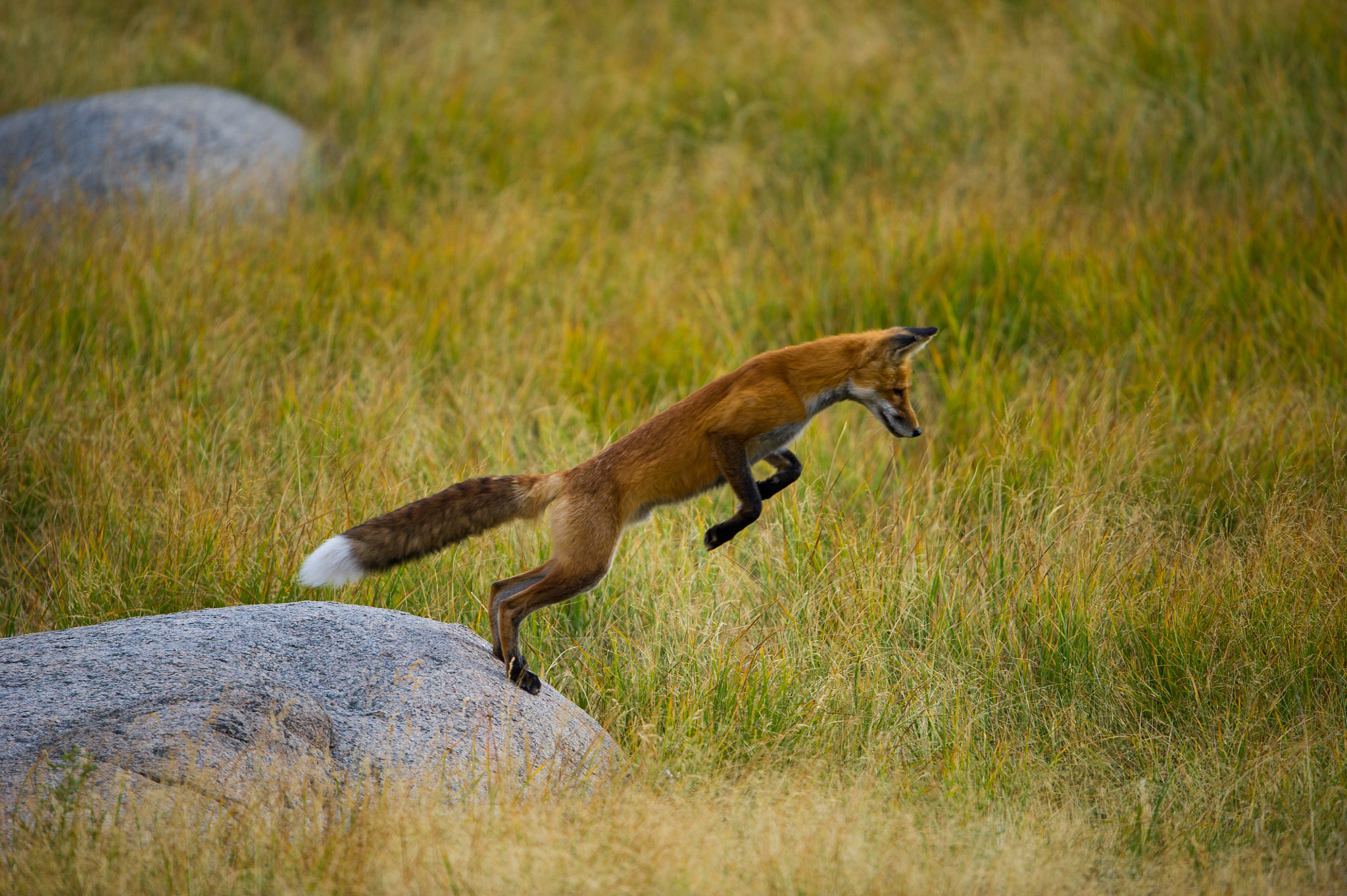 Nikon D3S sample photo. Leaping fox photography