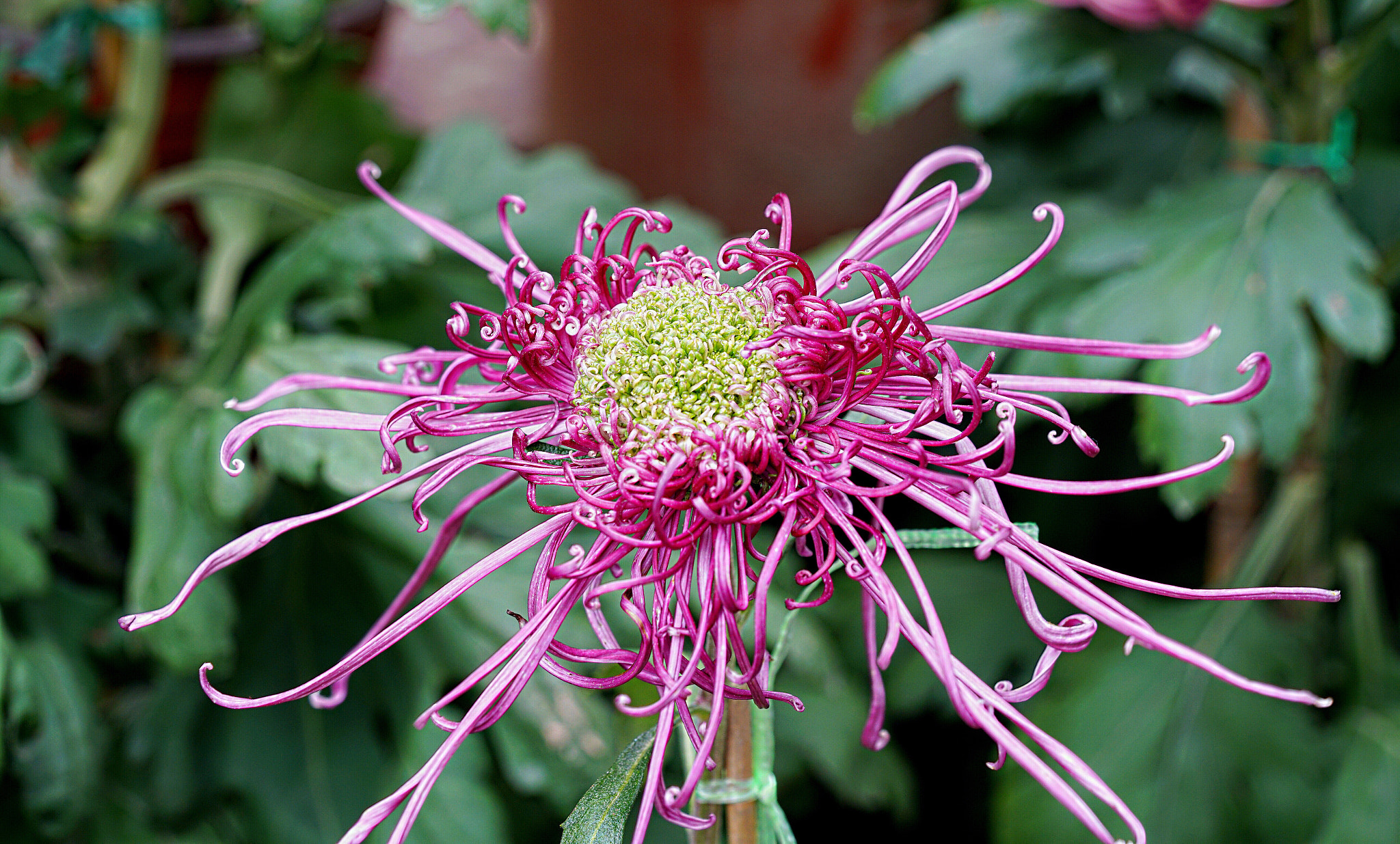 Sony a7R II + Sony FE 90mm F2.8 Macro G OSS sample photo