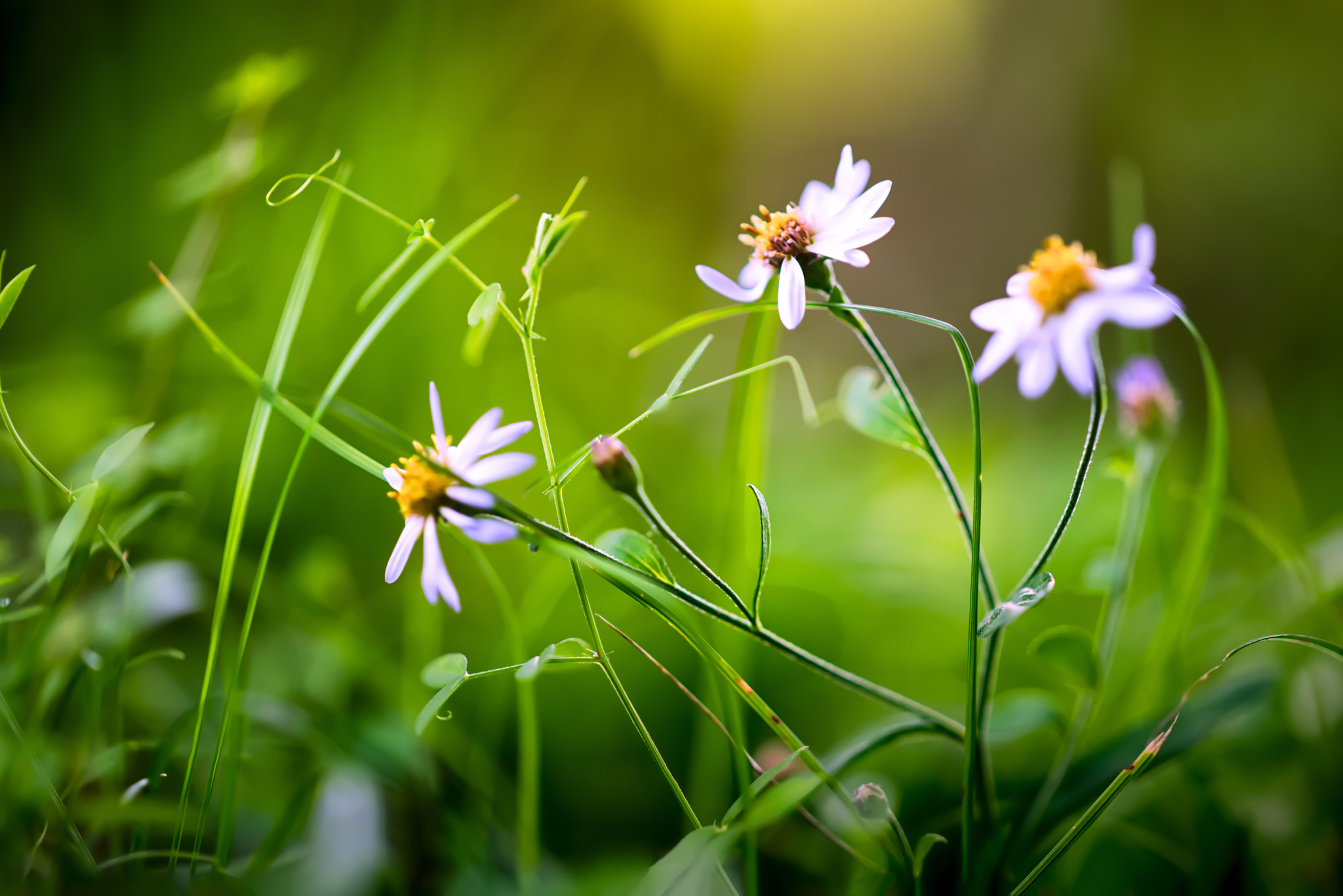 ZEISS Apo Sonnar T* 135mm F2 sample photo. Wild chrysanthemum photography