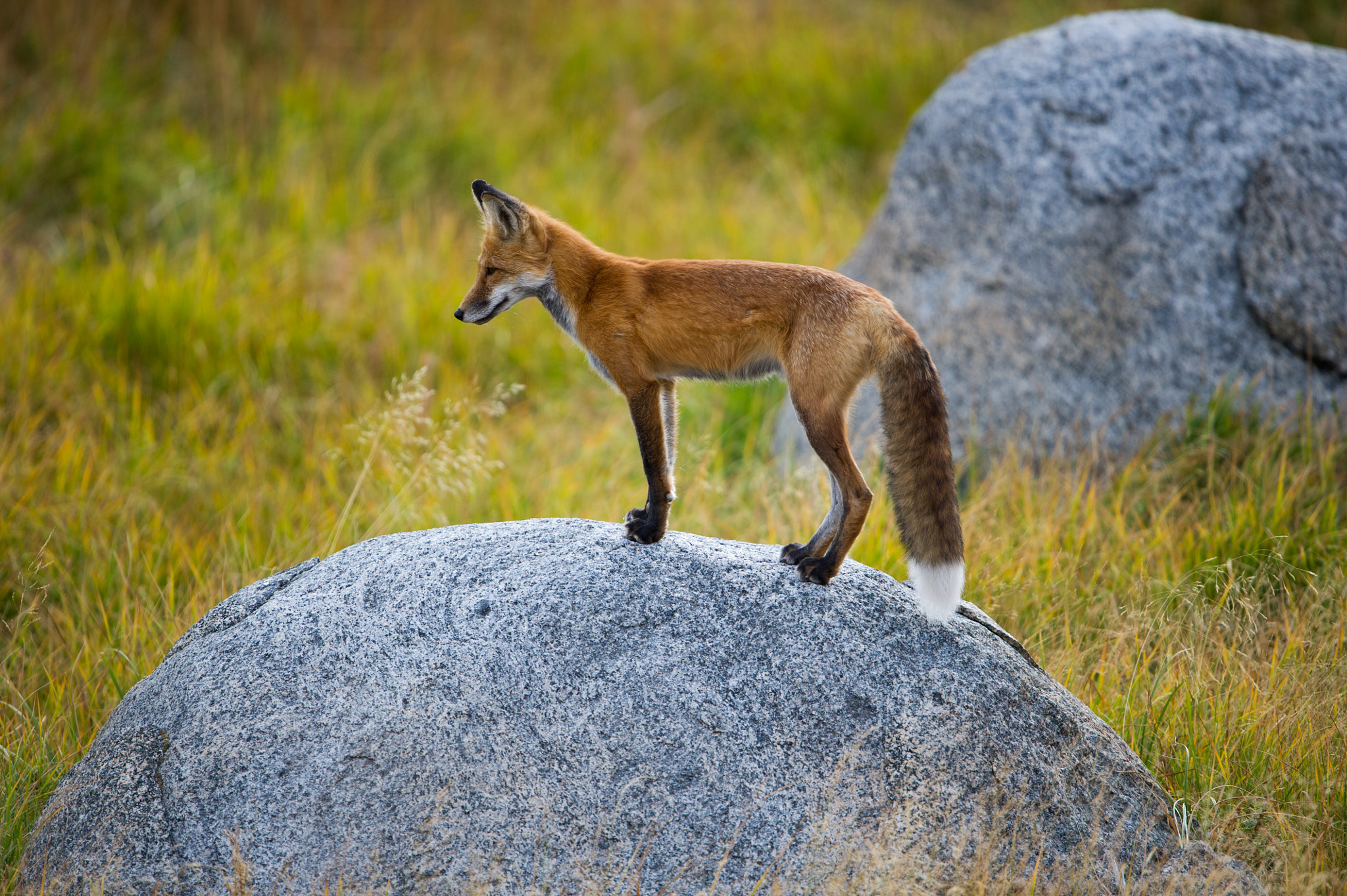 Nikon D3S + Nikon AF-S Nikkor 600mm F4G ED VR sample photo. Watchful fox photography