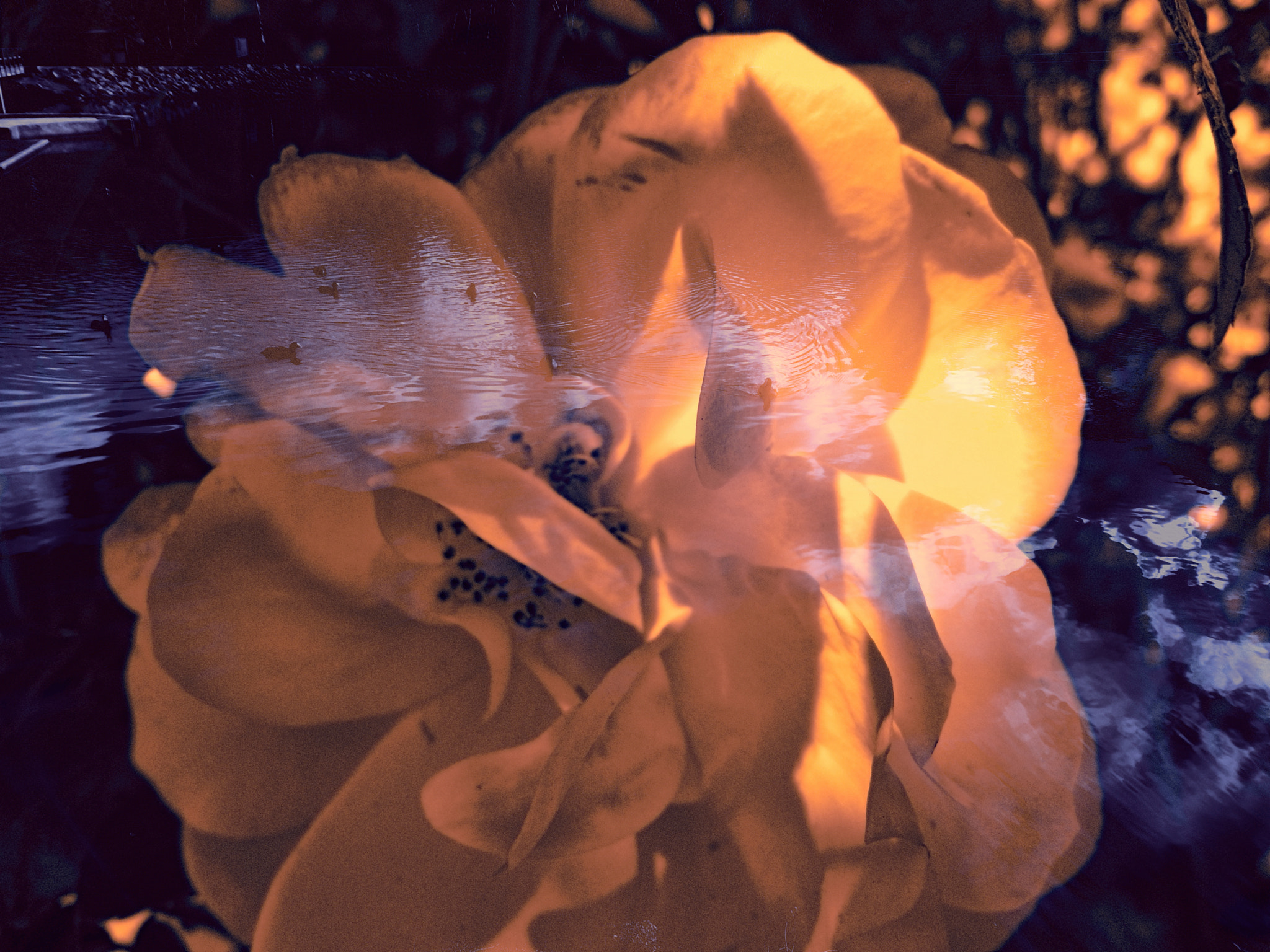 Samsung PL20,PL21 / VLUU PL20,PL21 sample photo. Twilight photography