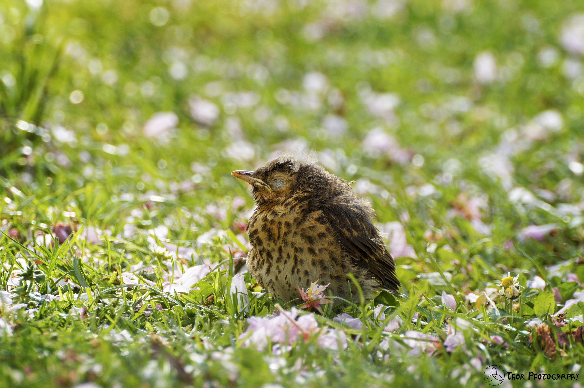 Tamron SP 70-300mm F4-5.6 Di USD sample photo. Sleep well photography