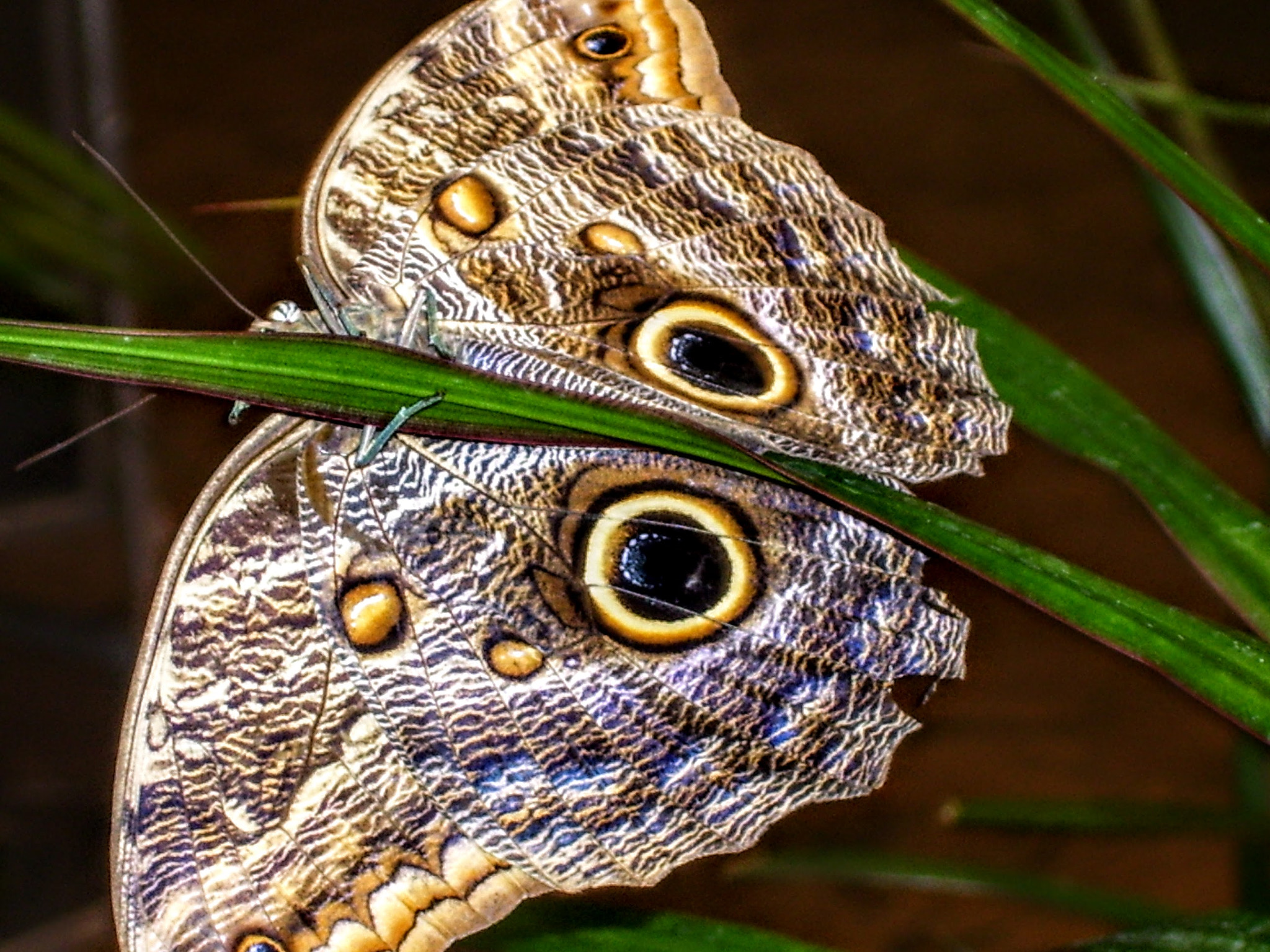 Kodak EASYSHARE C533 ZOOM DIGITAL CAMERA sample photo. Owl butterfly photography