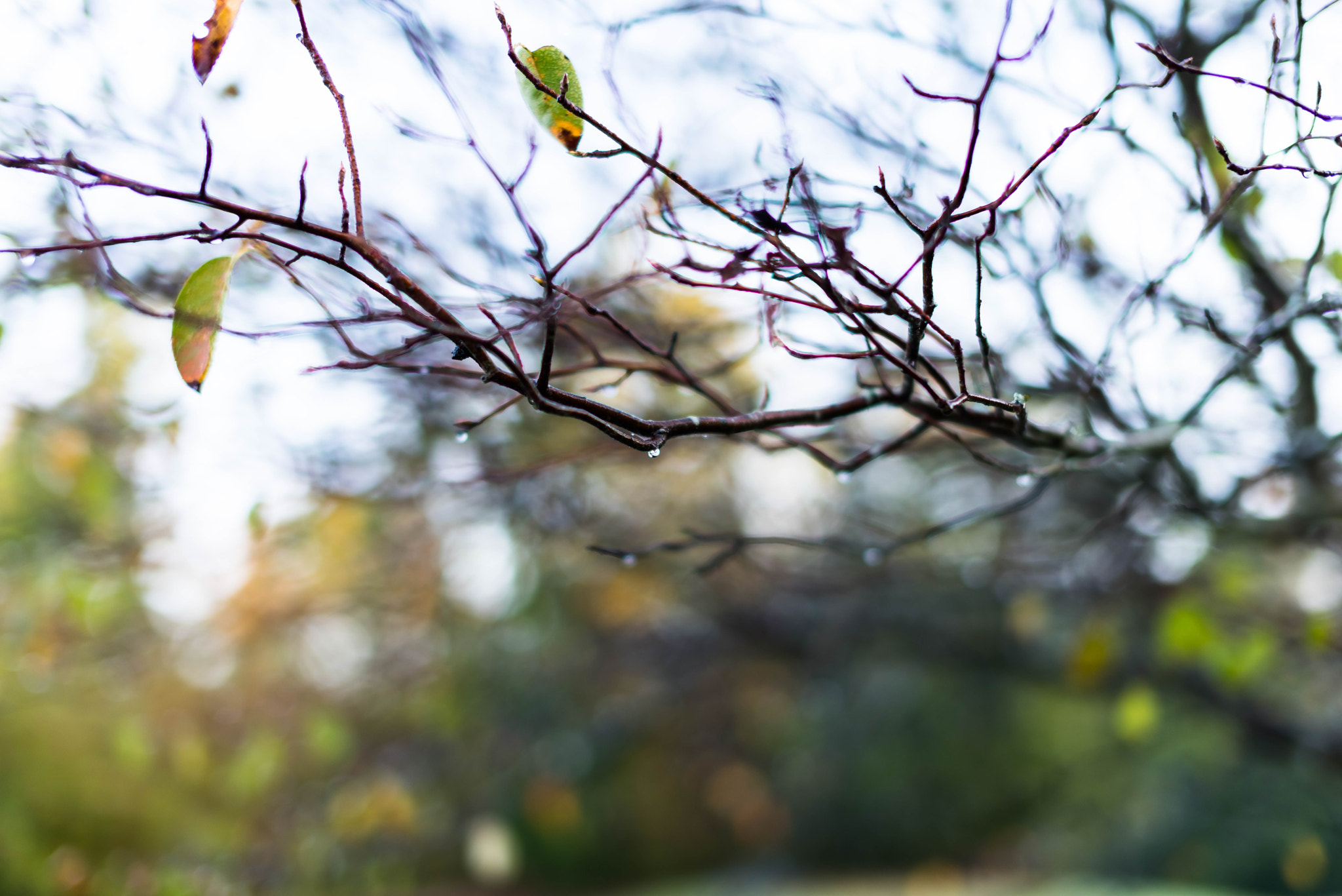 Pentax K-1 sample photo. Photos from daily life photography