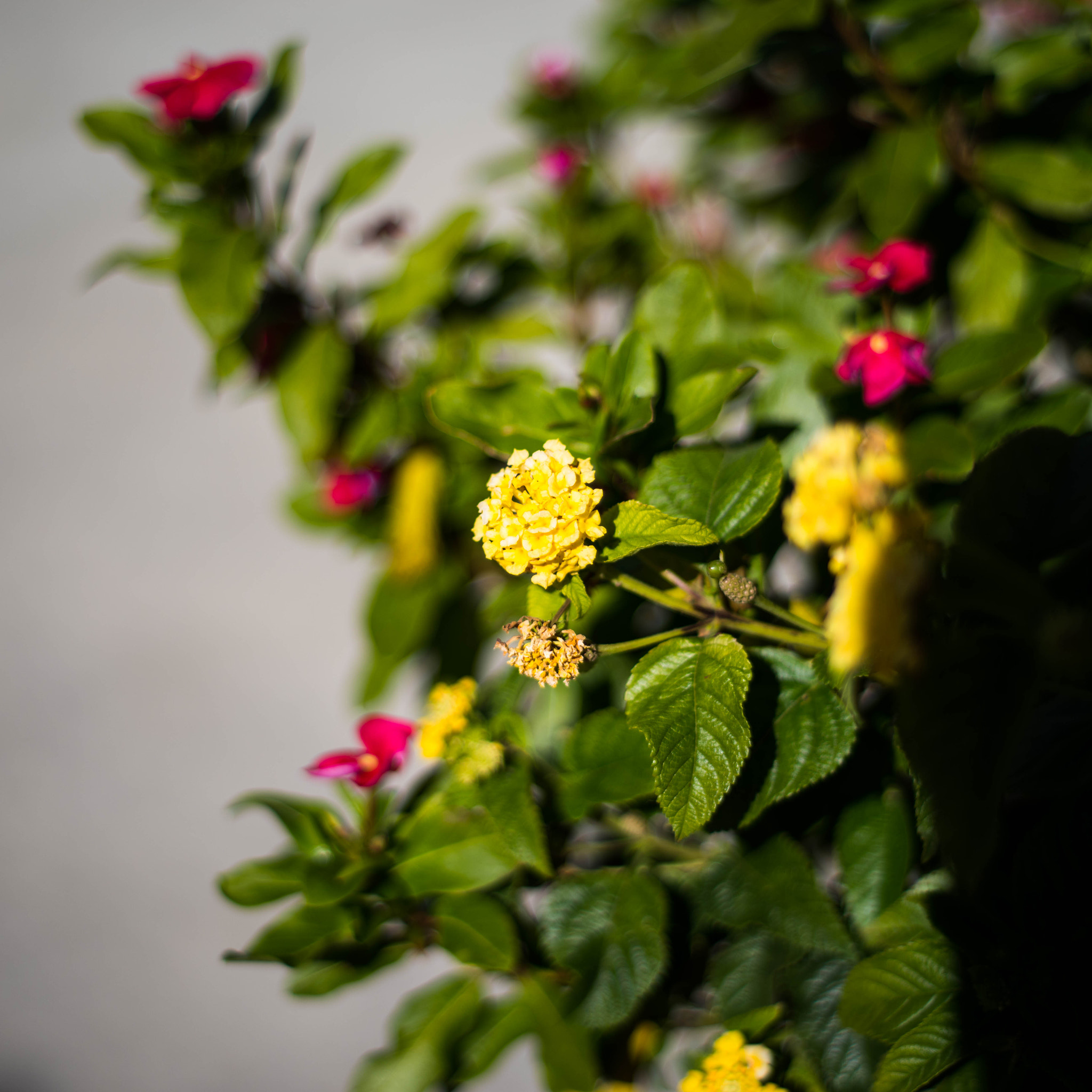 Pentax K-1 + smc PENTAX-F 50mm F1.7 sample photo. Photos from daily life photography