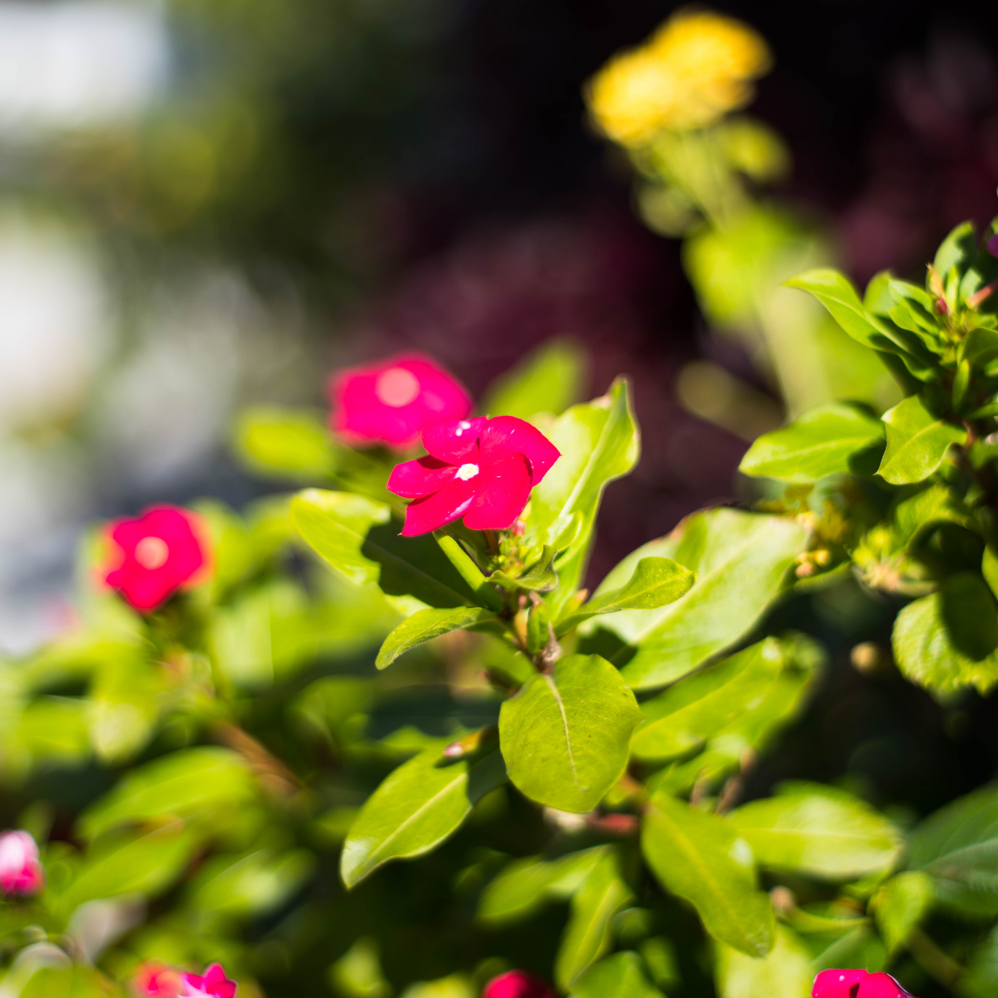 Pentax K-1 + smc PENTAX-F 50mm F1.7 sample photo. Photos from daily life photography