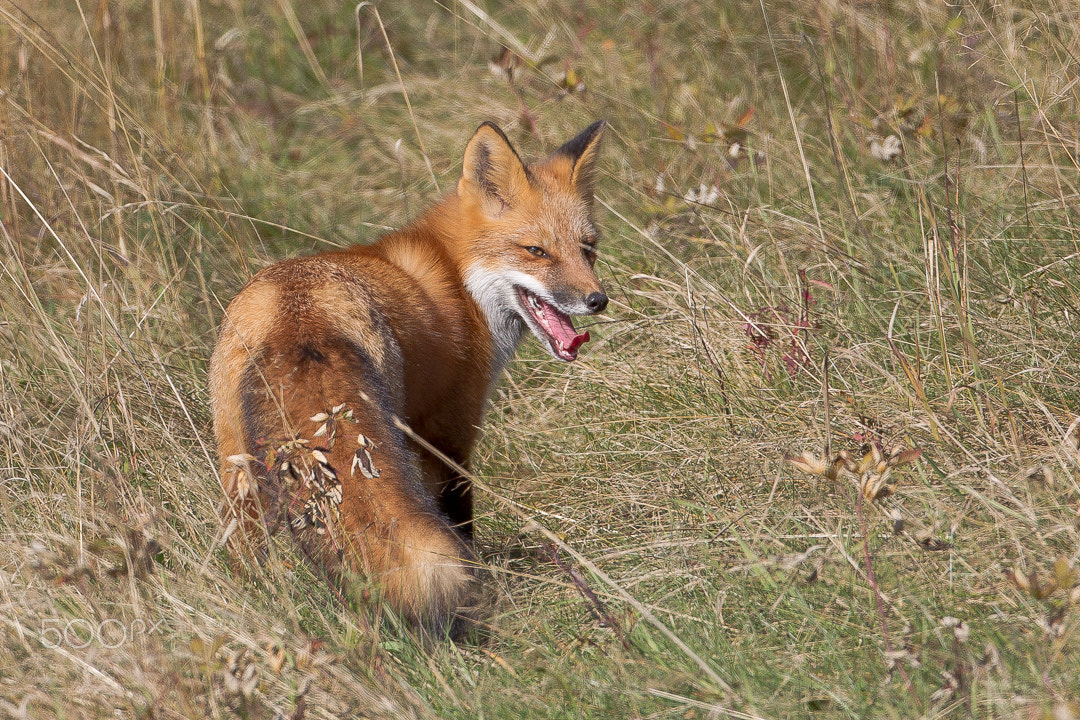 Canon EF 500mm F4L IS USM sample photo. Red fox / renard roux photography