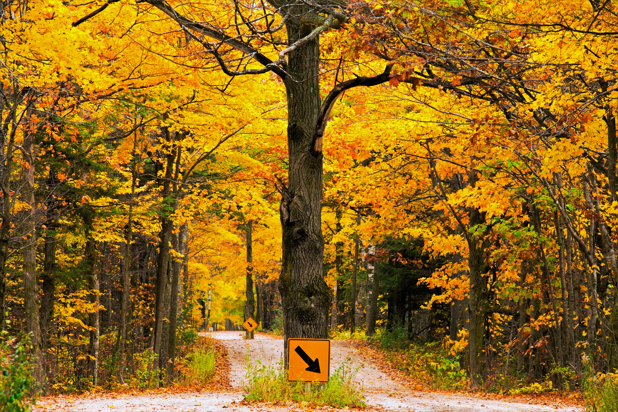 Nikon D7100 sample photo. Trees in road photography