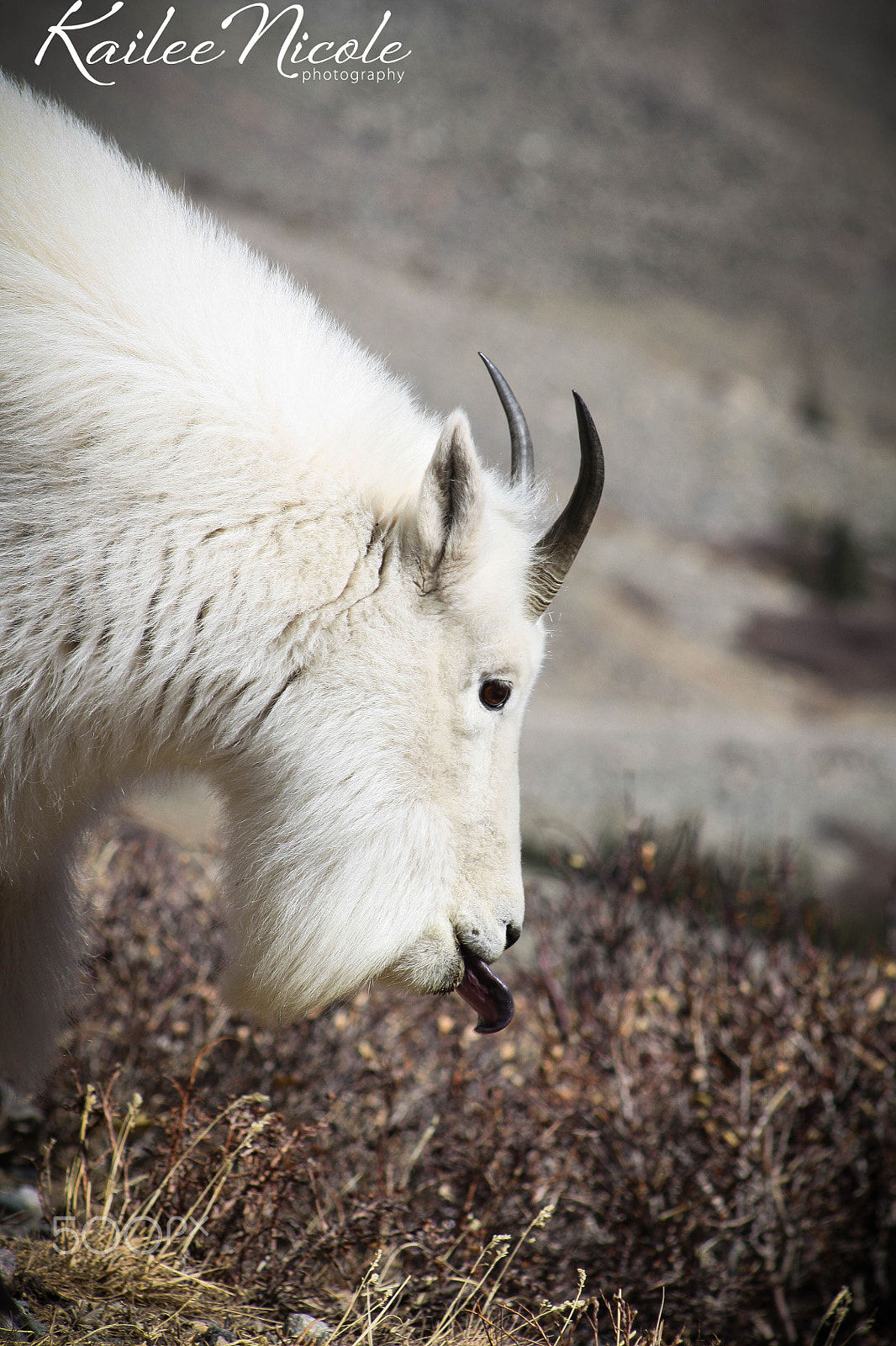 Canon EOS 450D (EOS Rebel XSi / EOS Kiss X2) sample photo. Mountain goat on quandary mountain photography