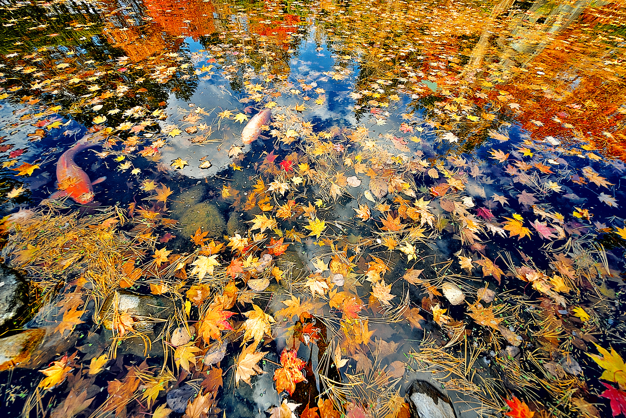 E 10mm F5.6 sample photo. Autumn carp photography