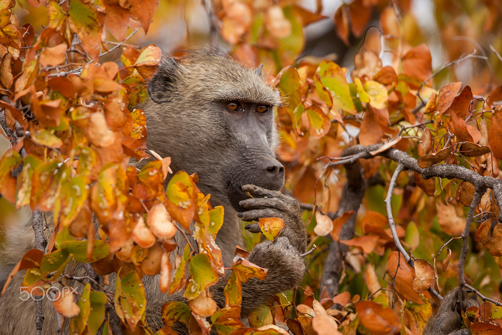 Canon EF 600mm f/4L IS sample photo. Mopane blanket photography