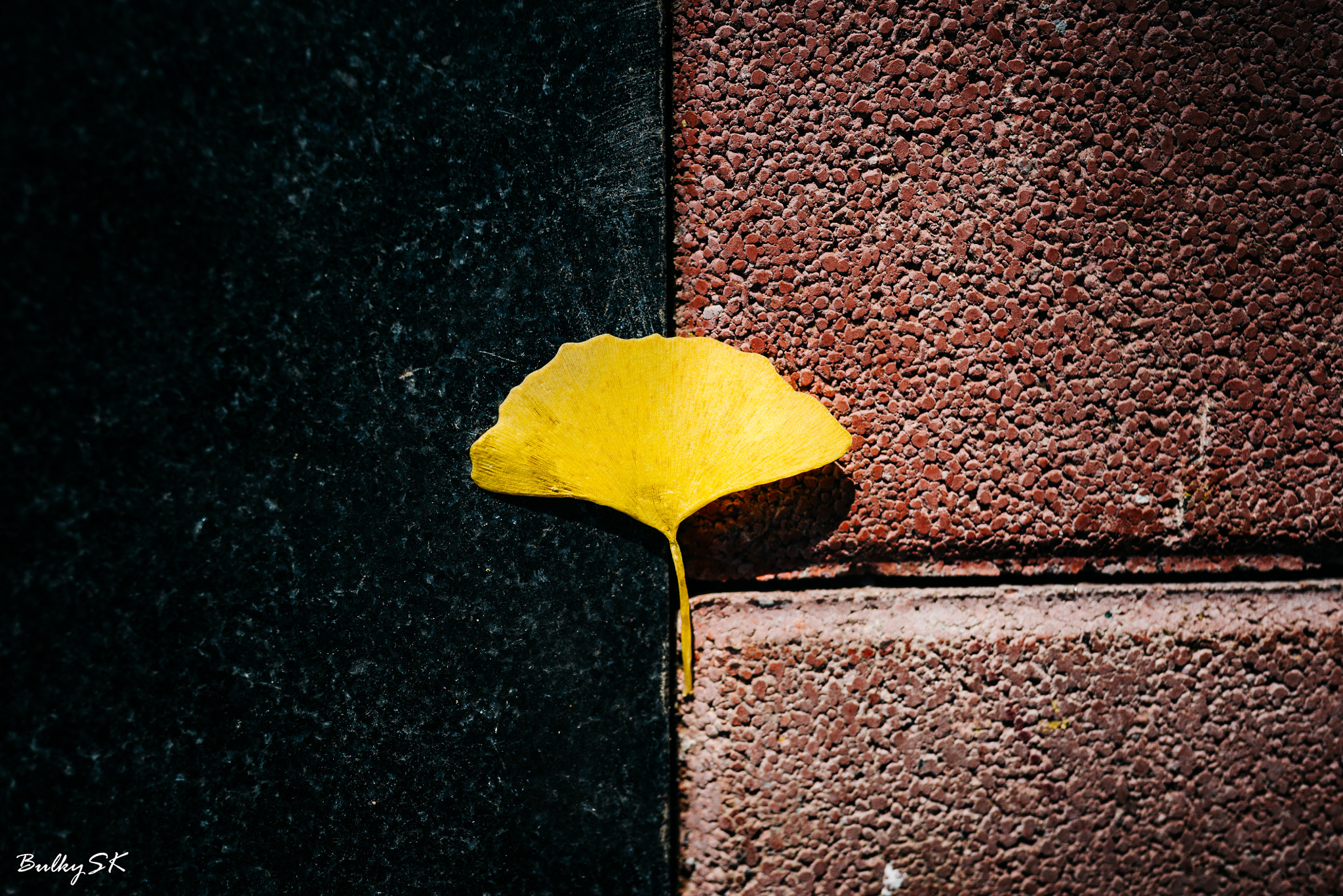 Nikon D610 + Tamron SP 35mm F1.8 Di VC USD sample photo. Gingko patterns photography