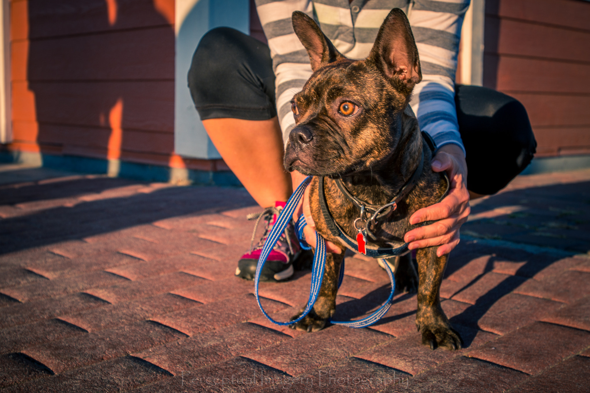 Sony a99 II + Minolta AF 17-35mm F3.5 G sample photo. I see her....... photography