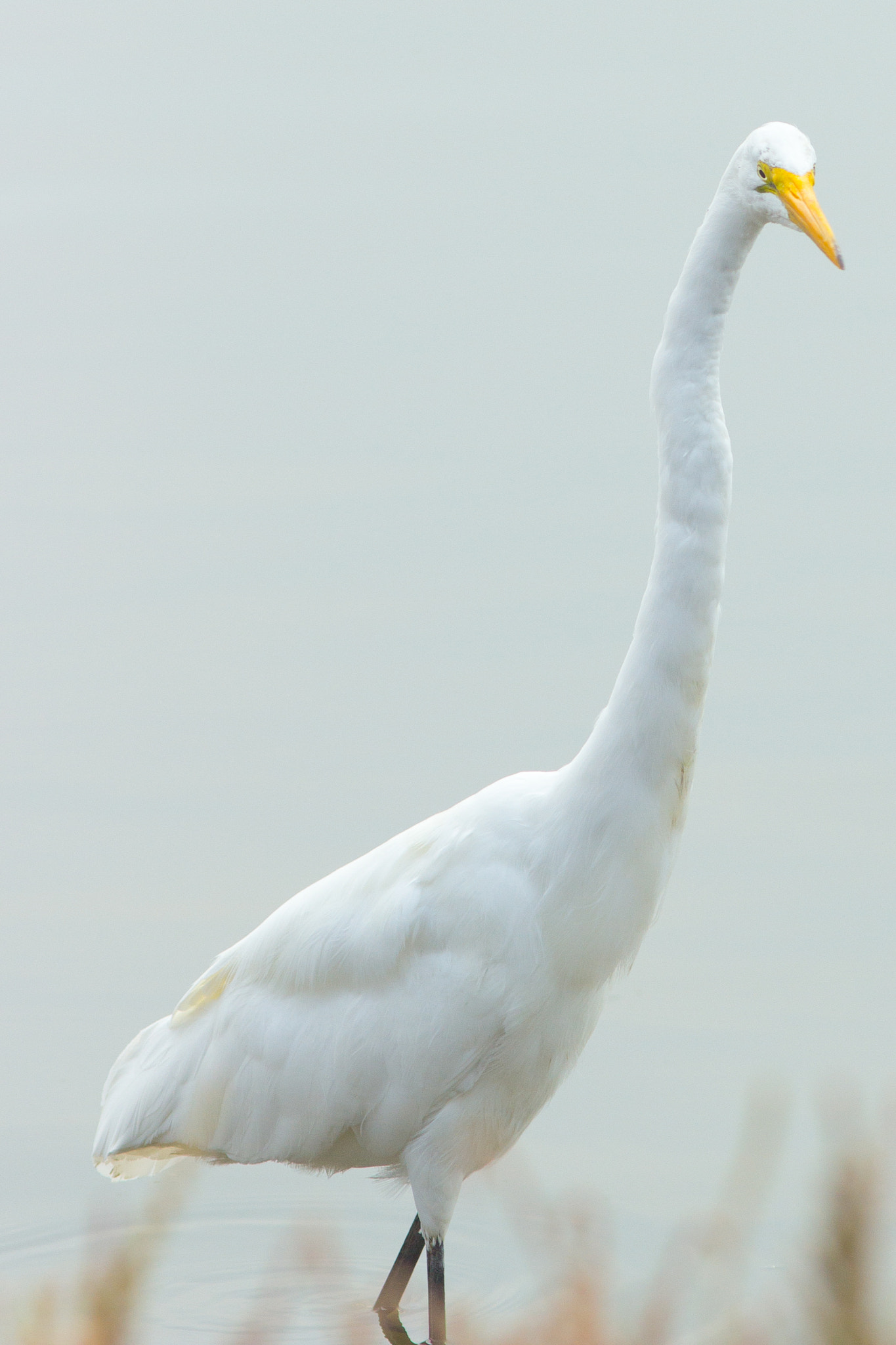 Canon EOS 600D (Rebel EOS T3i / EOS Kiss X5) + Canon EF 200mm F2.8L II USM sample photo. Great egret photography