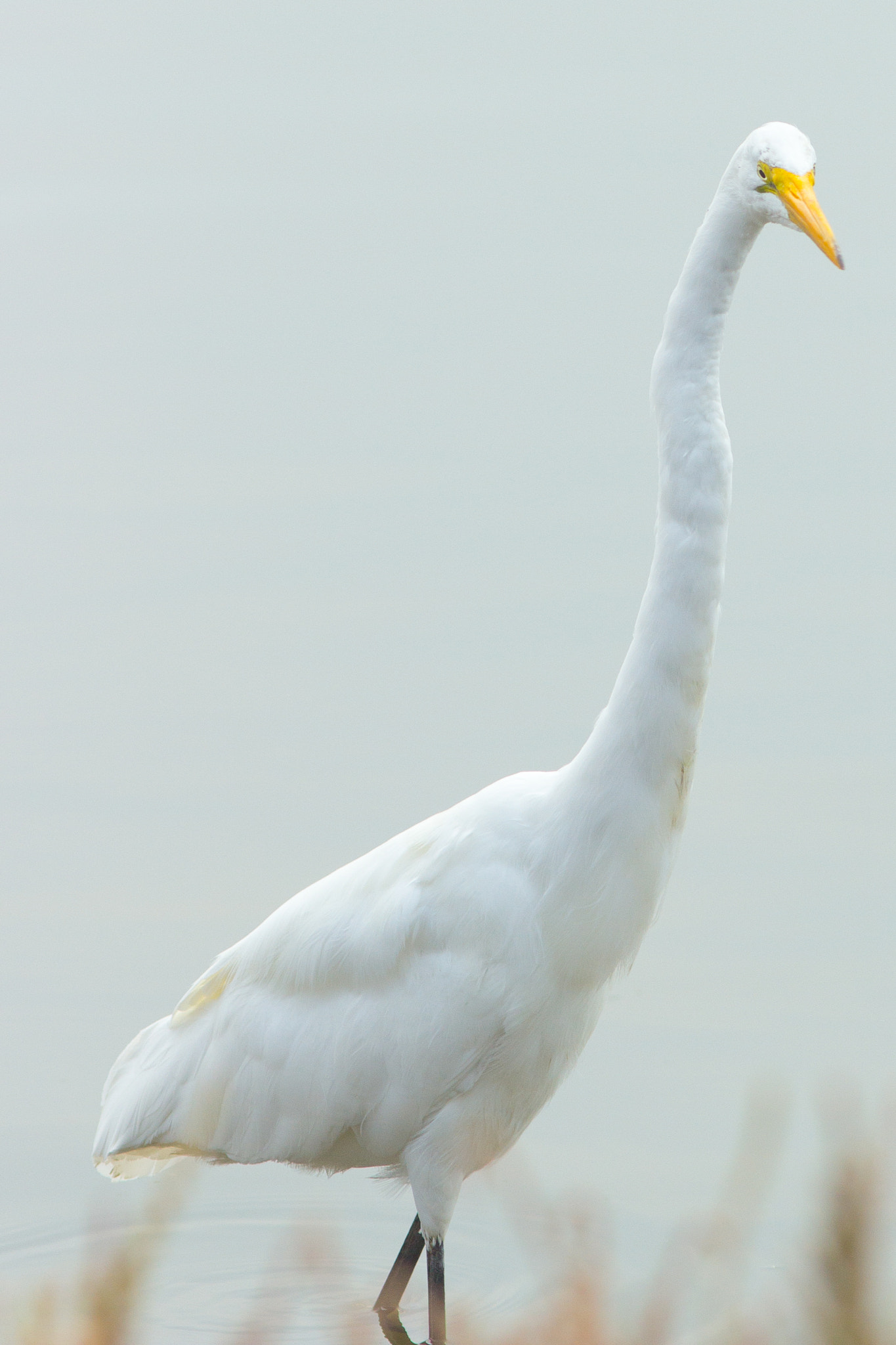 Canon EF 200mm F2.8L II USM sample photo. Great egret photography