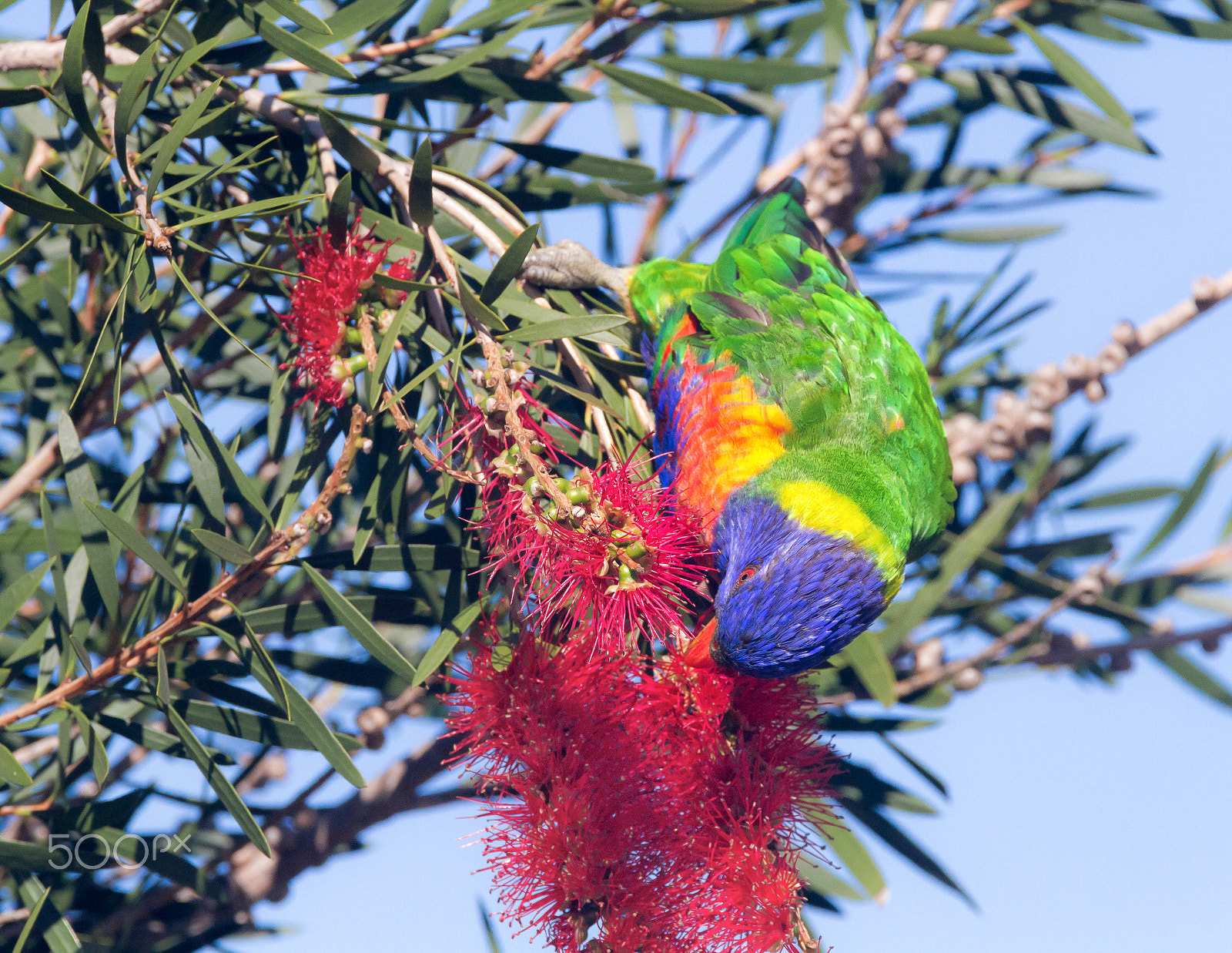 Sigma 150-600mm F5-6.3 DG OS HSM | C sample photo. Rainbow lorkieet photography