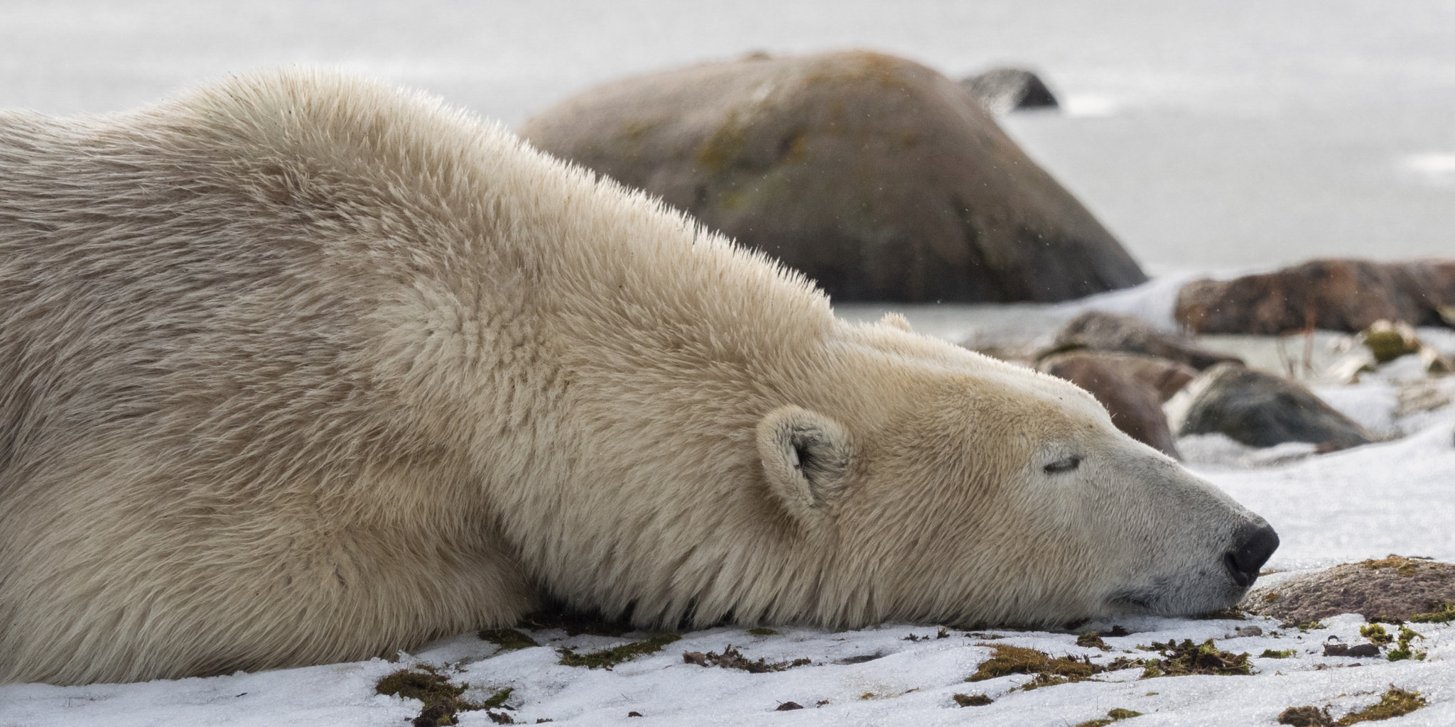 M.300mm F4.0 + MC-14 sample photo. Churchill polar bear photography