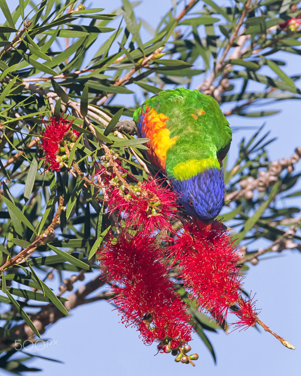 Sigma 150-600mm F5-6.3 DG OS HSM | C sample photo. Rainbow lorikeet photography