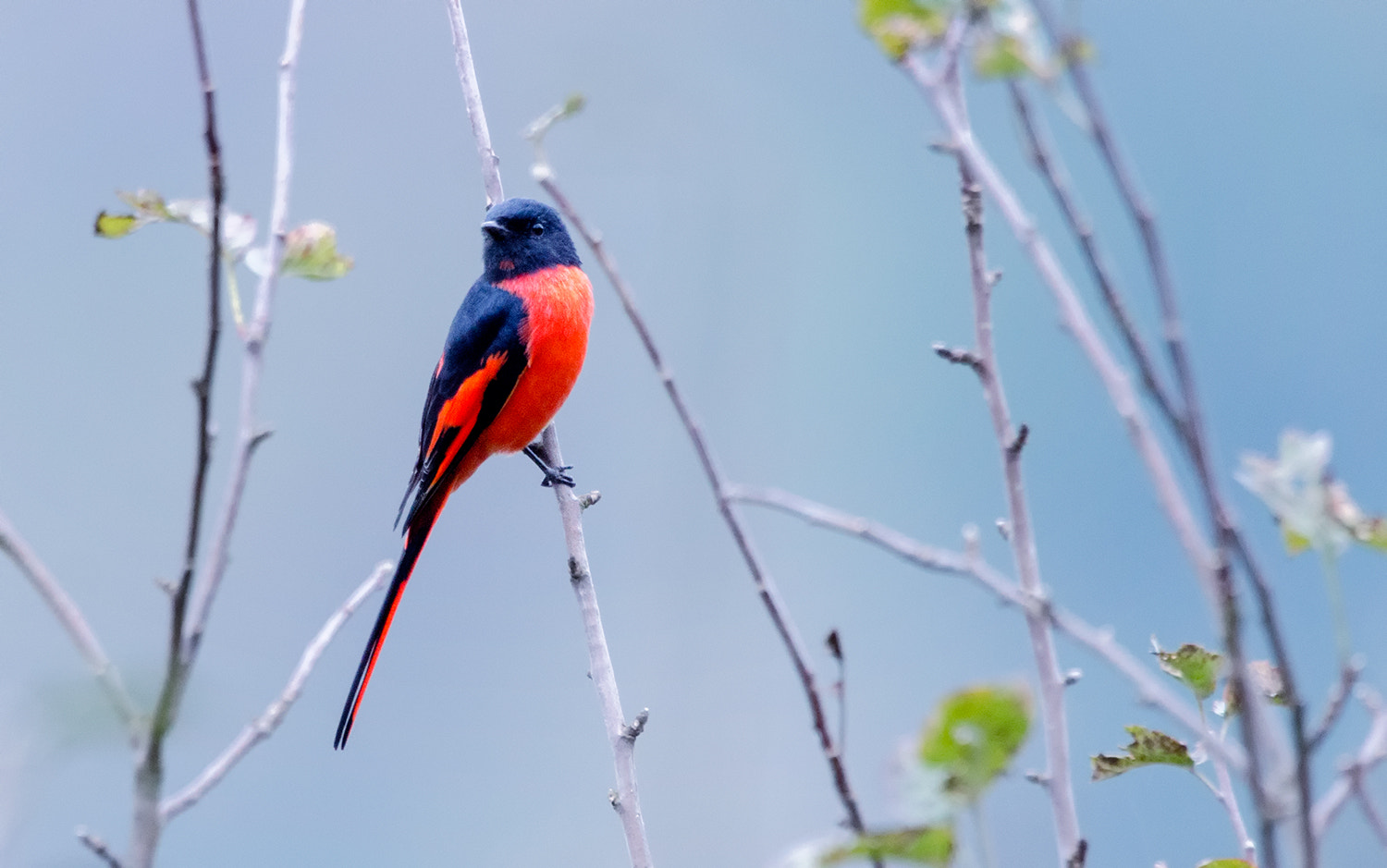 Nikon D7000 + Nikon AF-S Nikkor 500mm F4G ED VR sample photo. Long tailed minivet photography