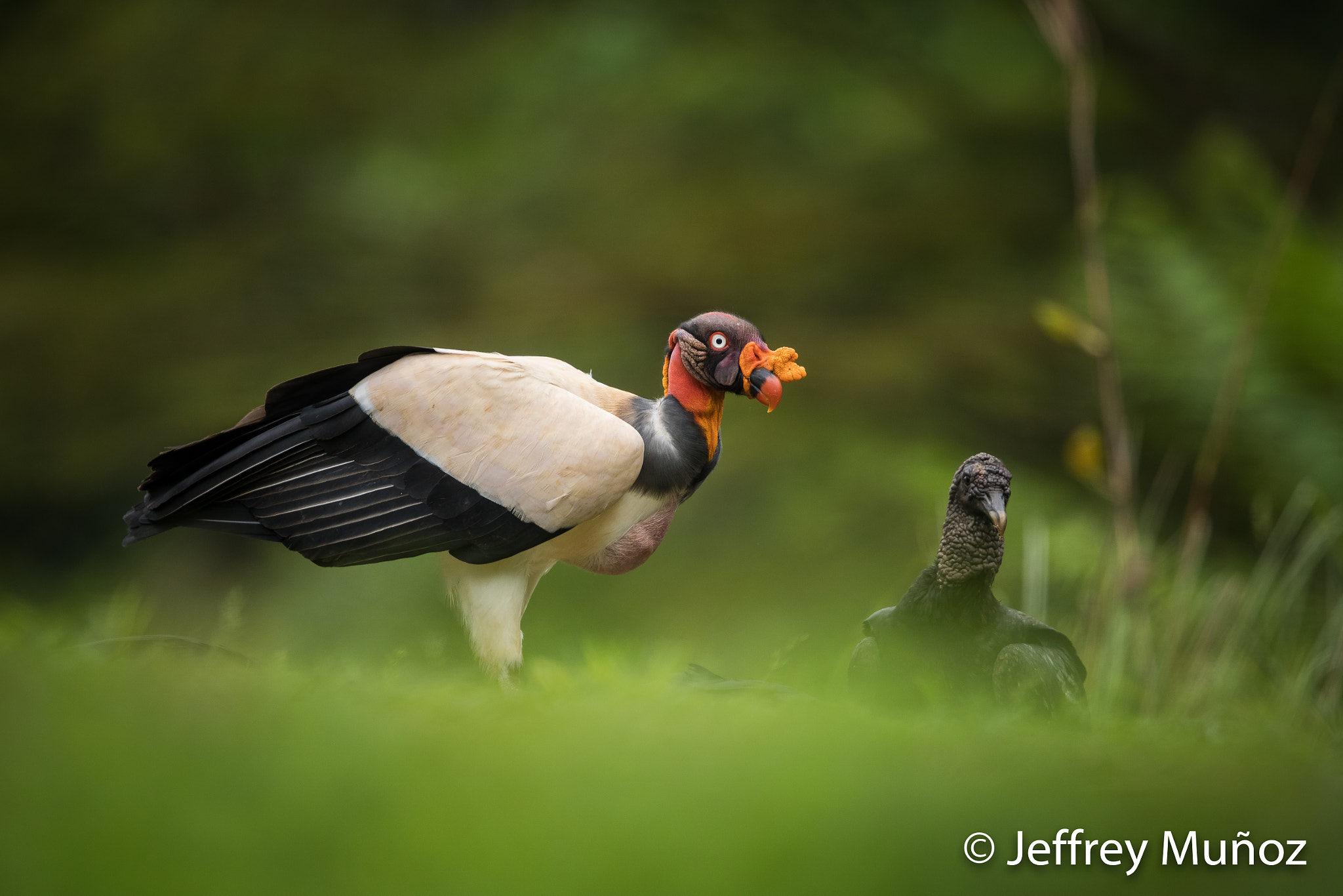 Canon EOS 5D Mark IV + Canon EF 500mm F4L IS II USM sample photo. King vulture photography