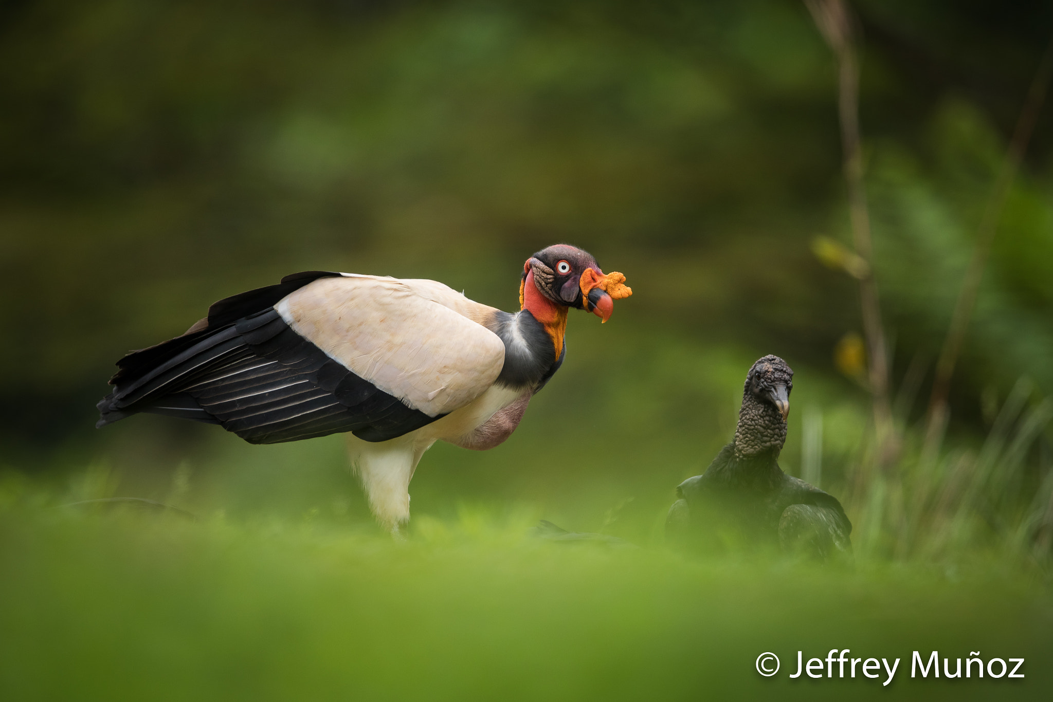 Canon EF 500mm F4L IS II USM sample photo. King vulture photography