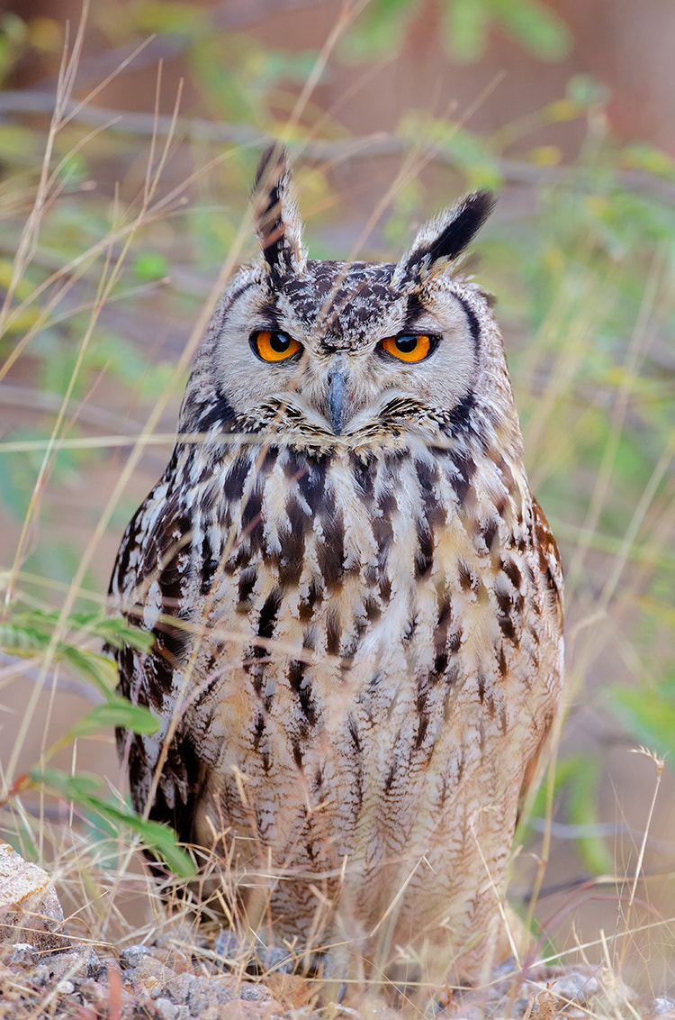 Nikon D7000 + Nikon AF-S Nikkor 500mm F4G ED VR sample photo. Rock eagle owl photography