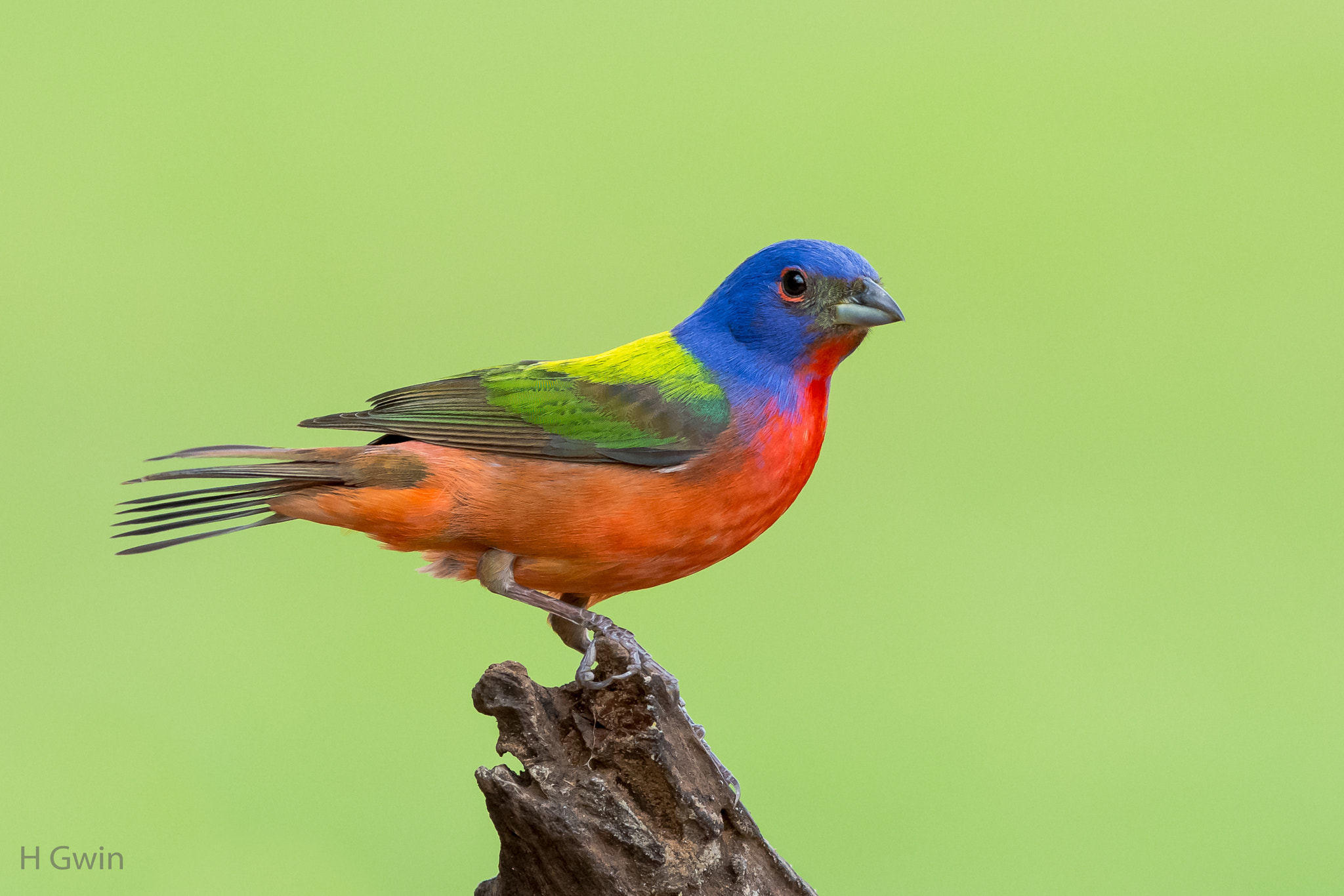 Nikon D7100 sample photo. Male painted bunting photography