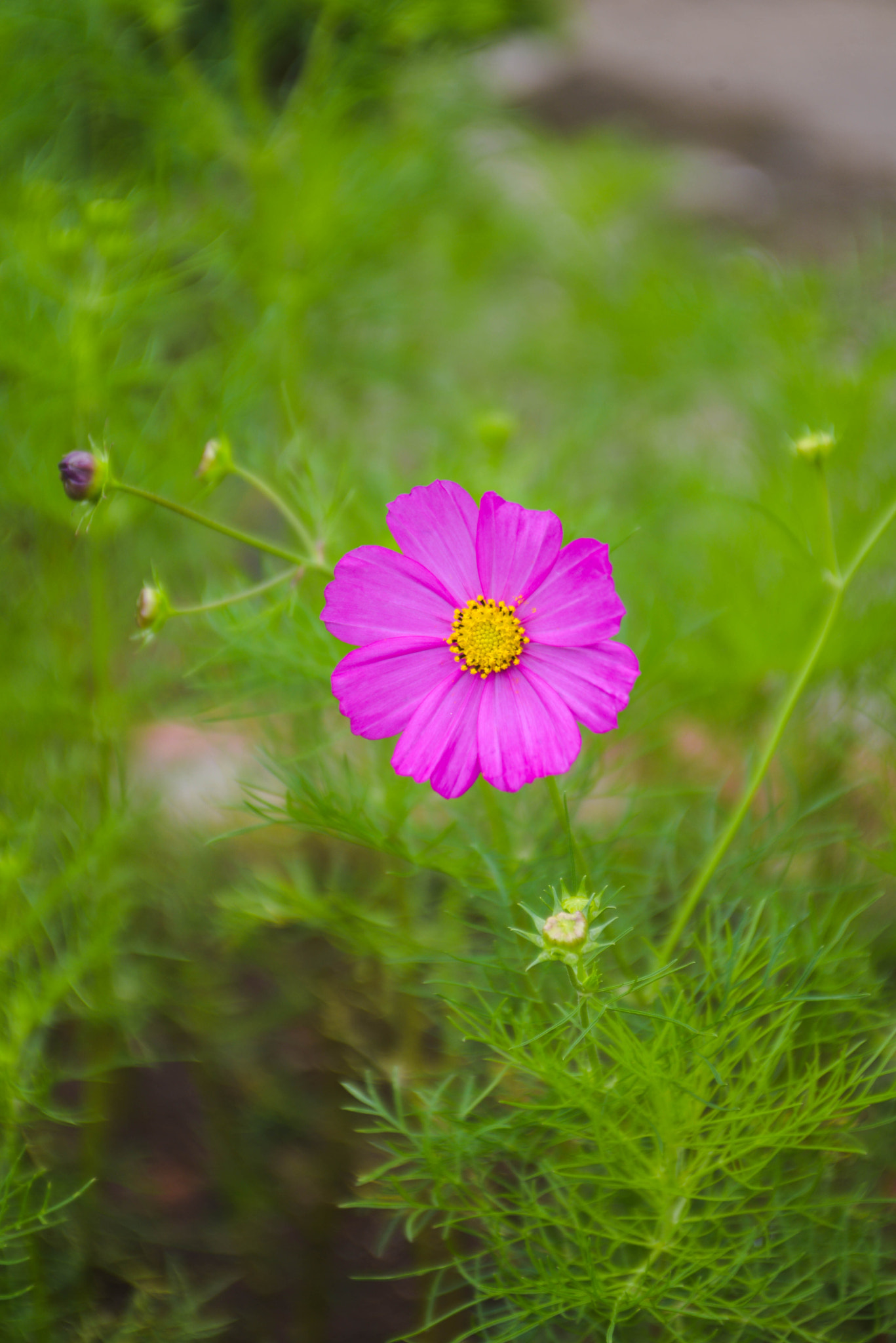 AF Zoom-Nikkor 28-85mm f/3.5-4.5 sample photo. Dsc photography