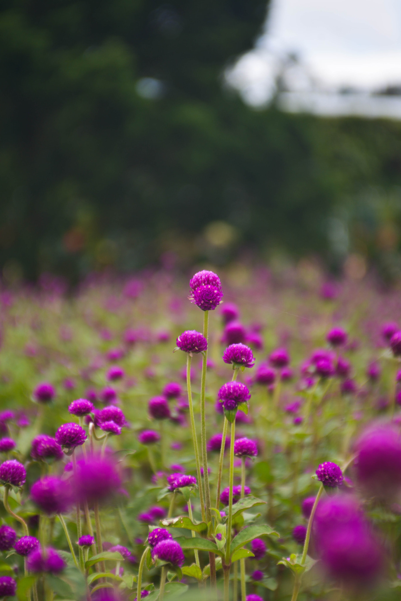 AF Zoom-Nikkor 28-85mm f/3.5-4.5 sample photo. Dsc photography