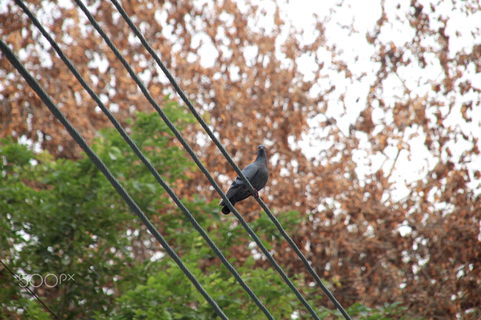 Sigma 18-200mm f/3.5-6.3 DC OS sample photo. The pigeon photography