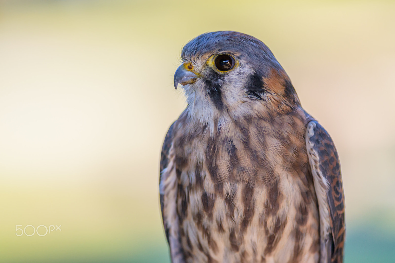 Nikon D800E sample photo. Raptor photography