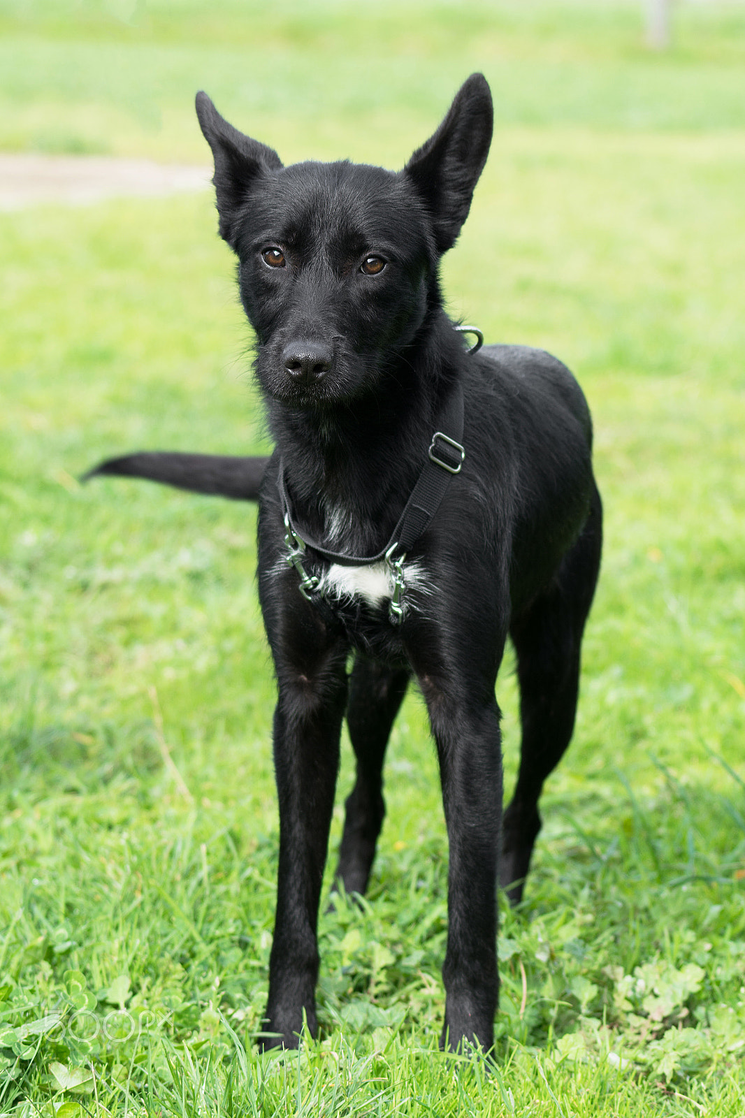 Nikon AF-S Nikkor 70-200mm F4G ED VR sample photo. Black dog photography