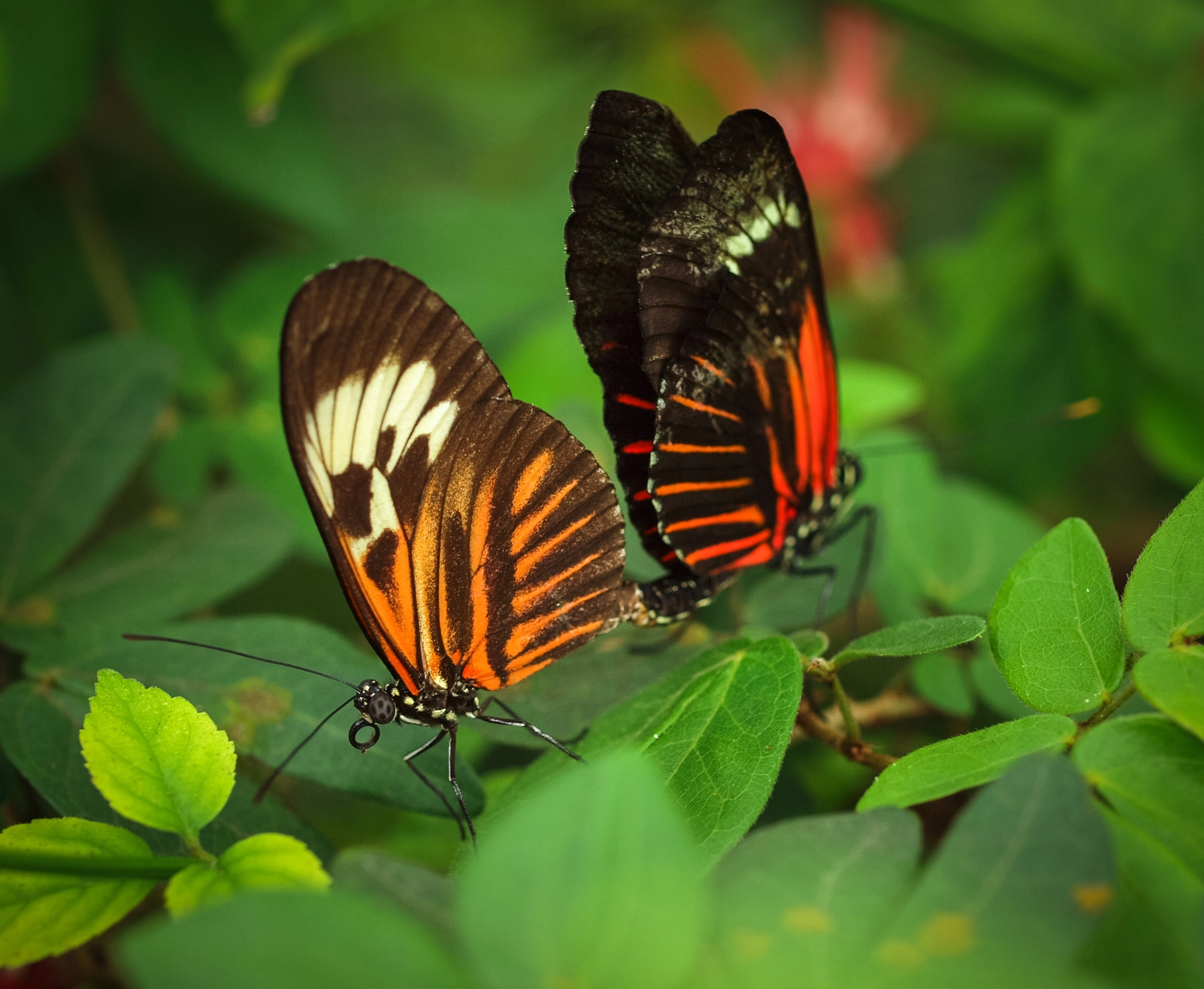 Olympus E-620 (EVOLT E-620) sample photo. Heliconius sp. photography