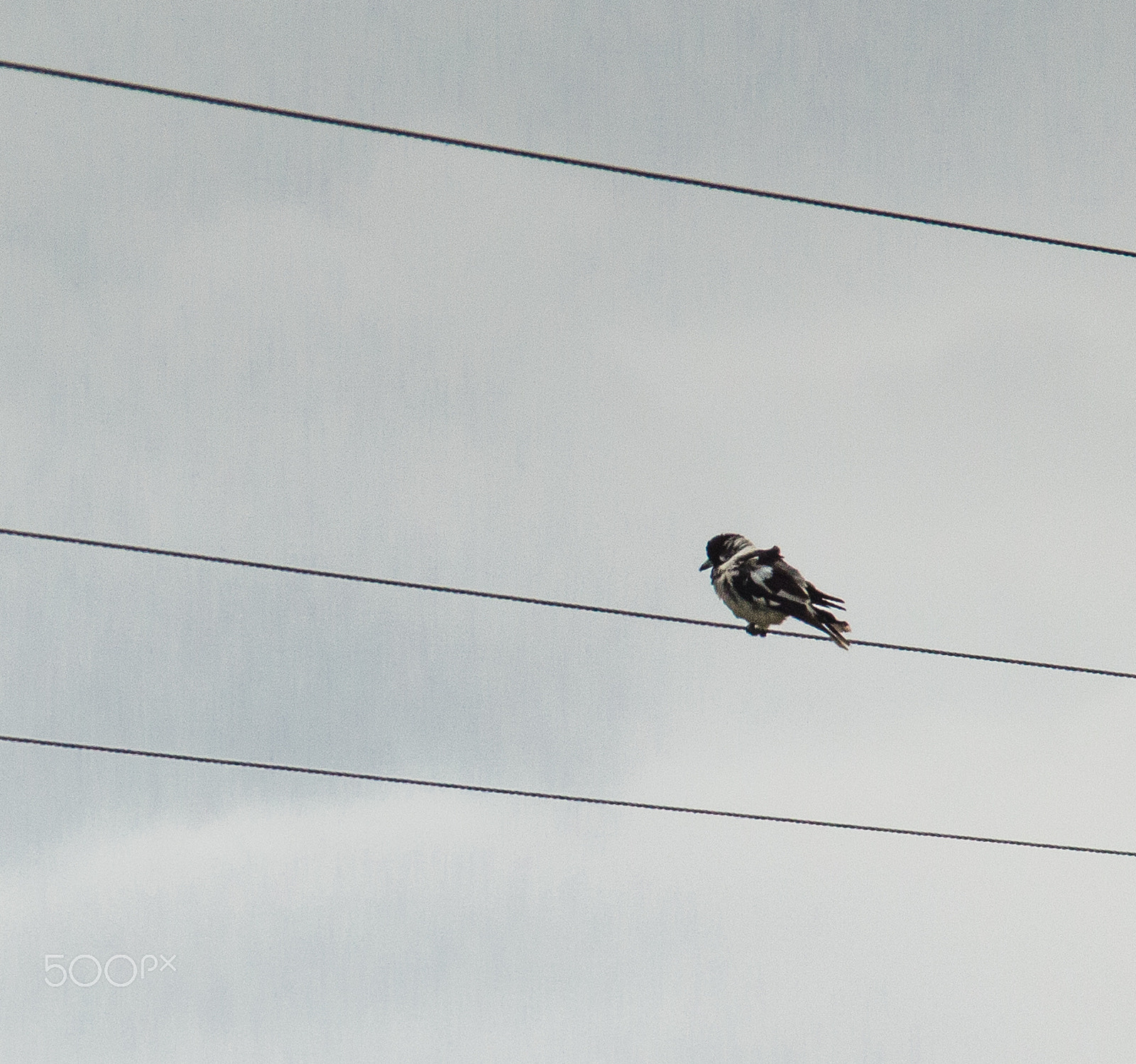Tamron SP AF 70-200mm F2.8 Di LD (IF) MACRO sample photo. Another bird photography