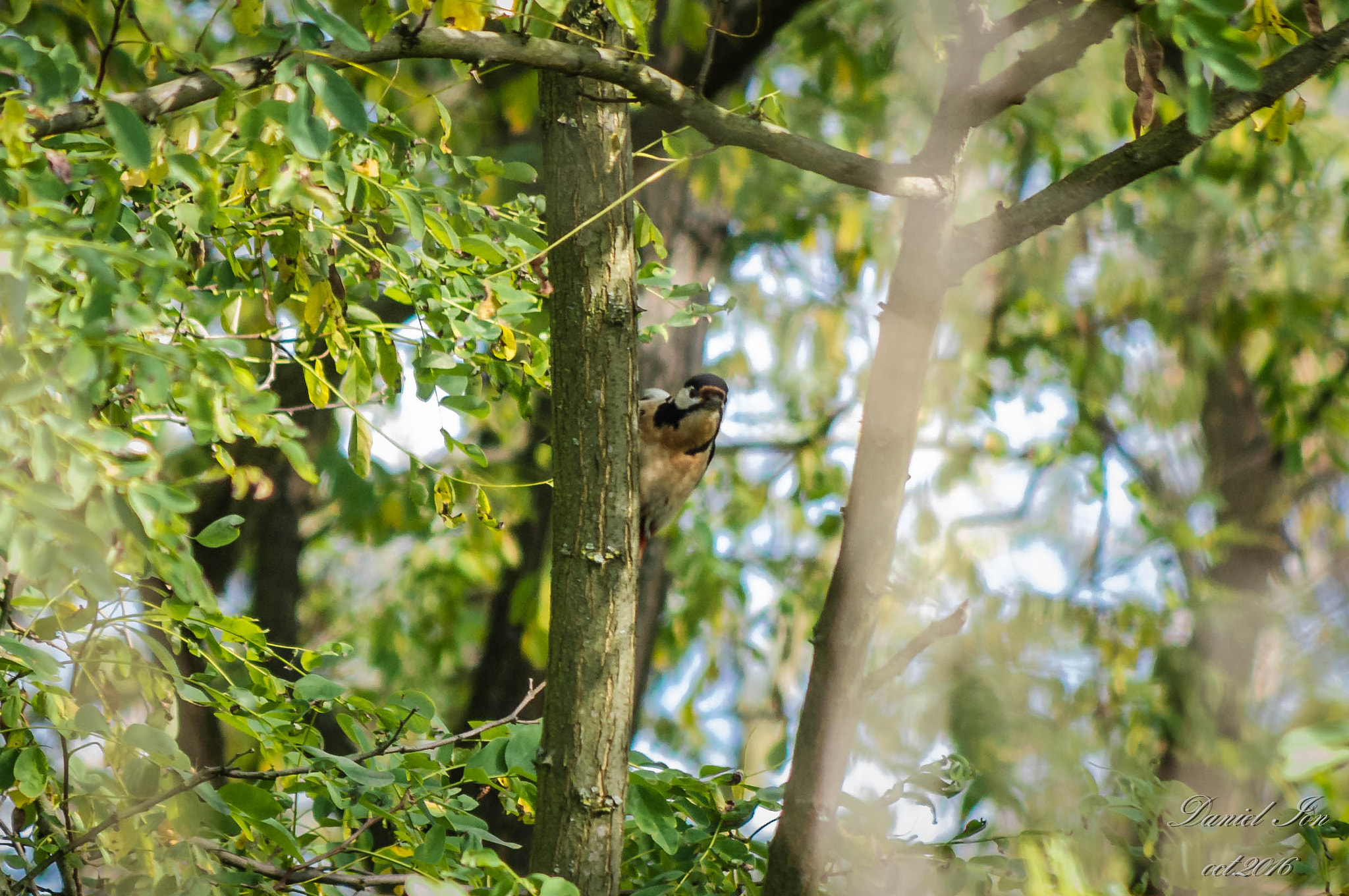 smc PENTAX-FA 80-320mm F4.5-5.6 sample photo. Dendrocopos major photography