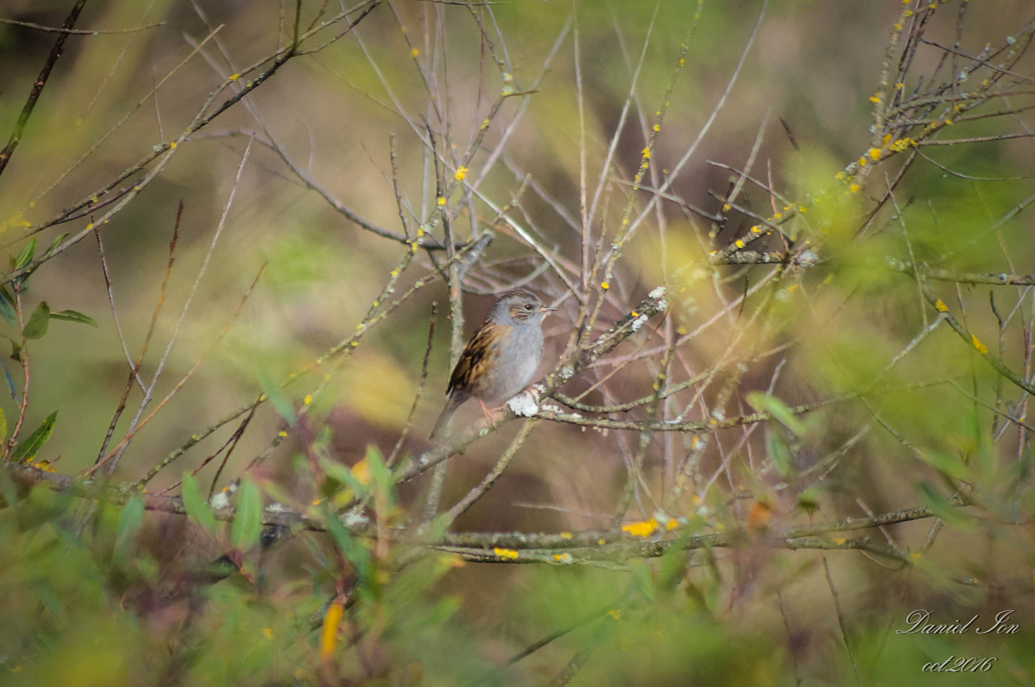 smc PENTAX-FA 80-320mm F4.5-5.6 sample photo. Prunella modularis photography