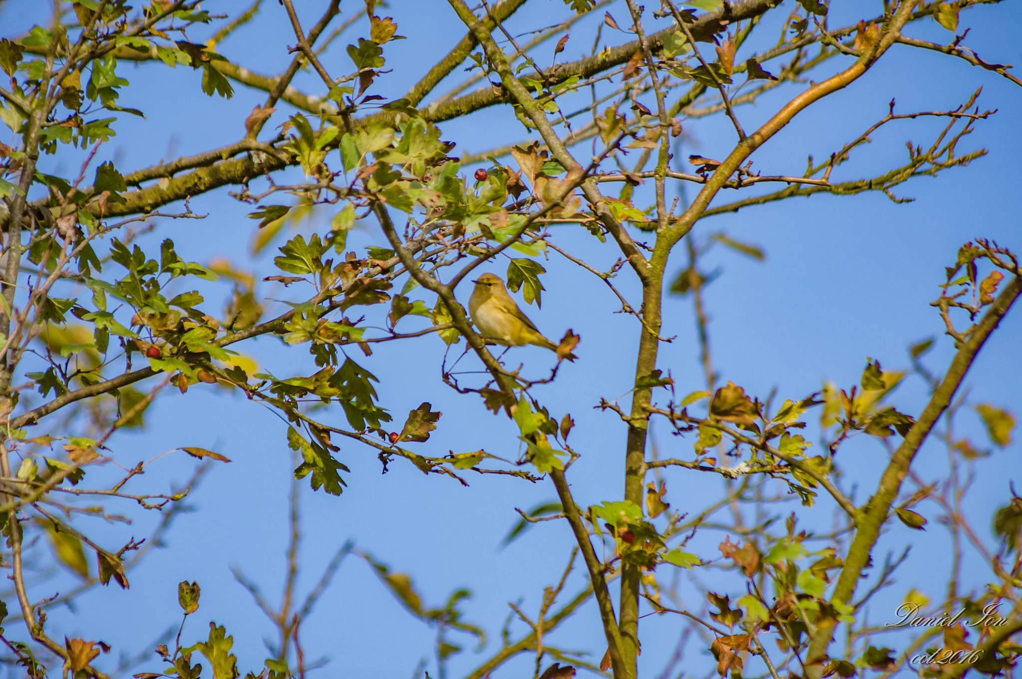 smc PENTAX-FA 80-320mm F4.5-5.6 sample photo. Phylloscopus trochilus photography