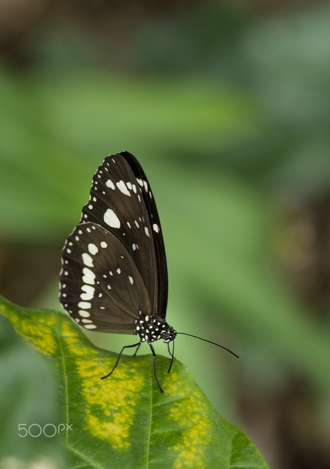 Pentax K-30 sample photo. Black beauty photography